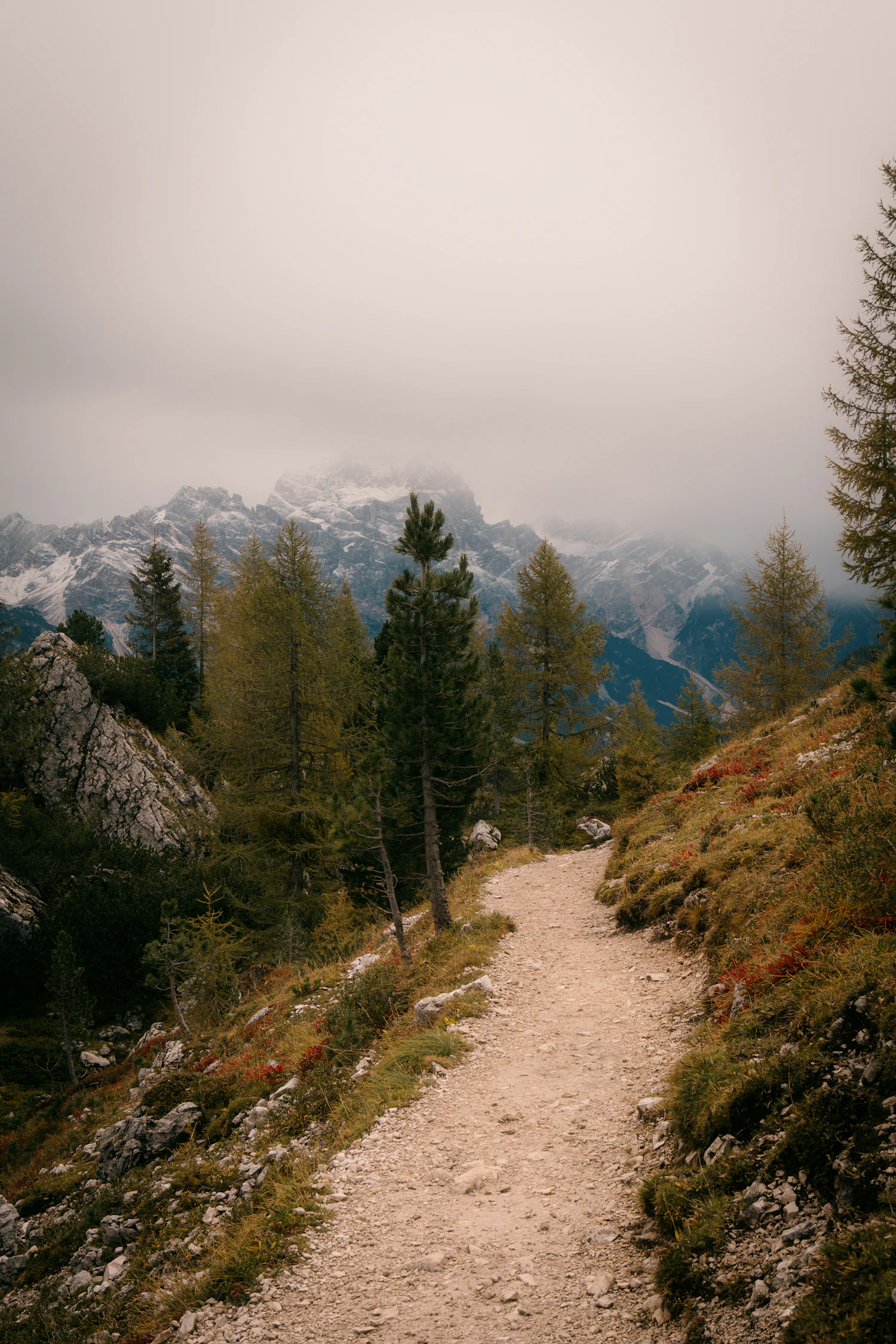Mountain trail through pine forest