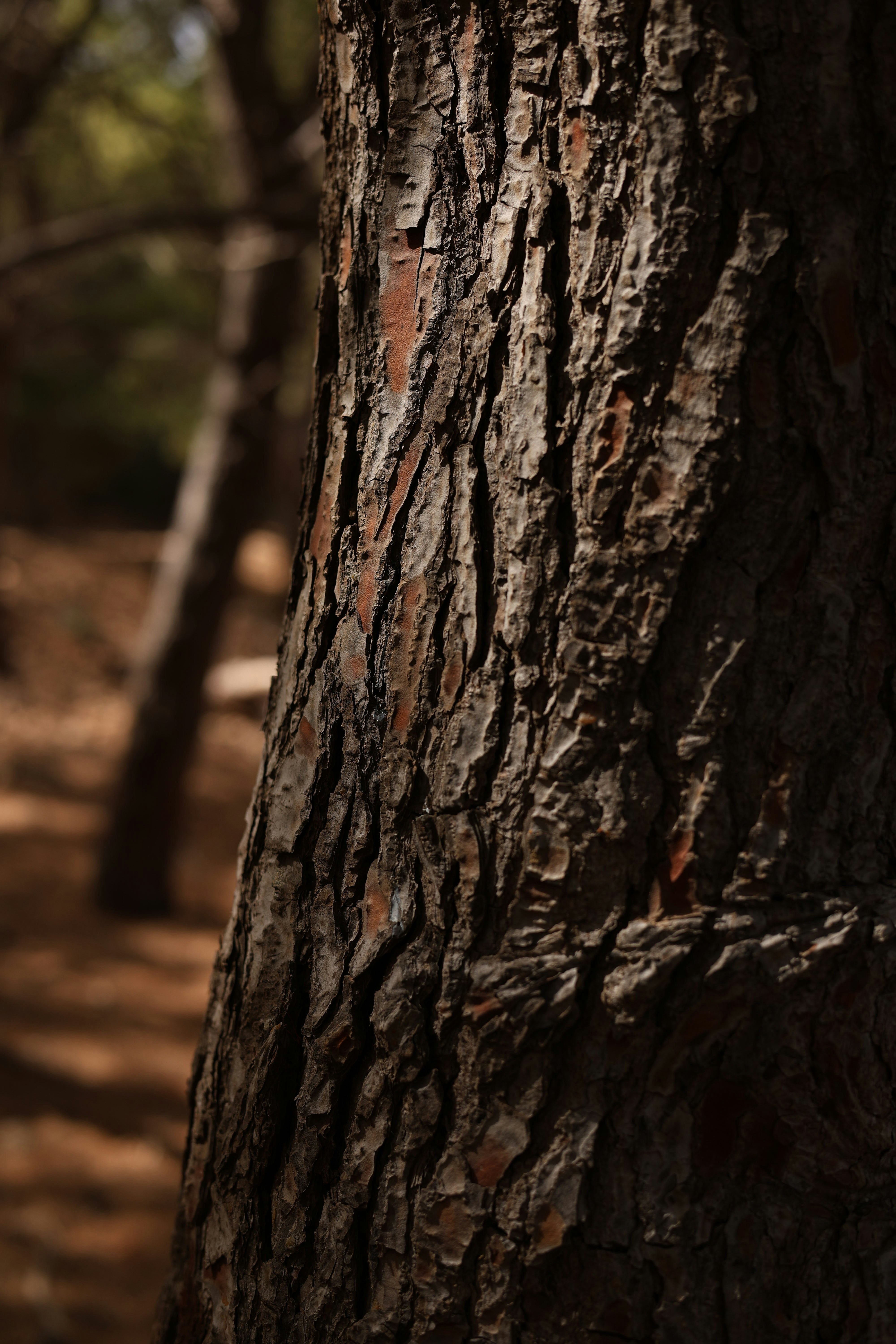 Photo by orlandodeluca