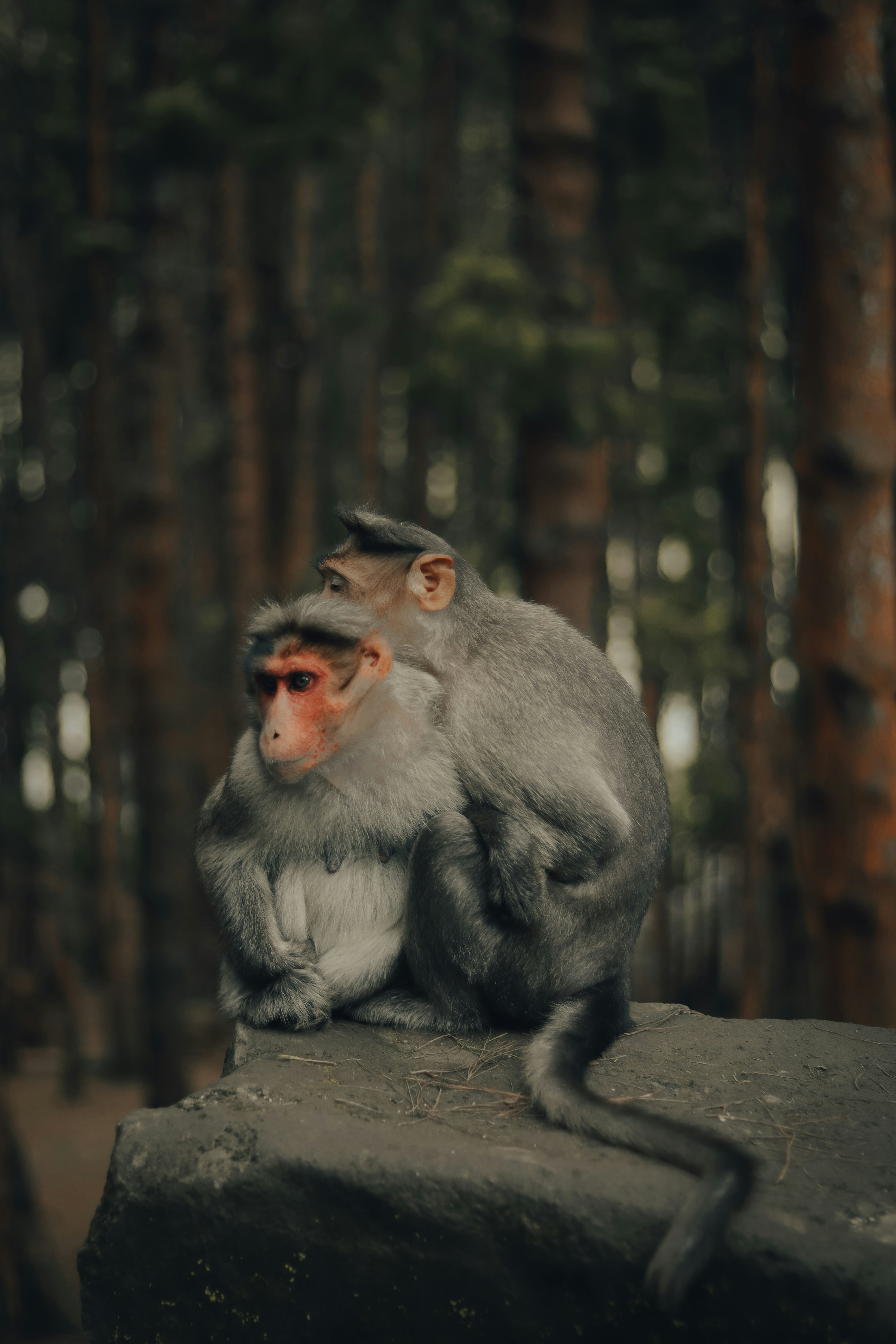 A monkey sitting on a rock in a forest