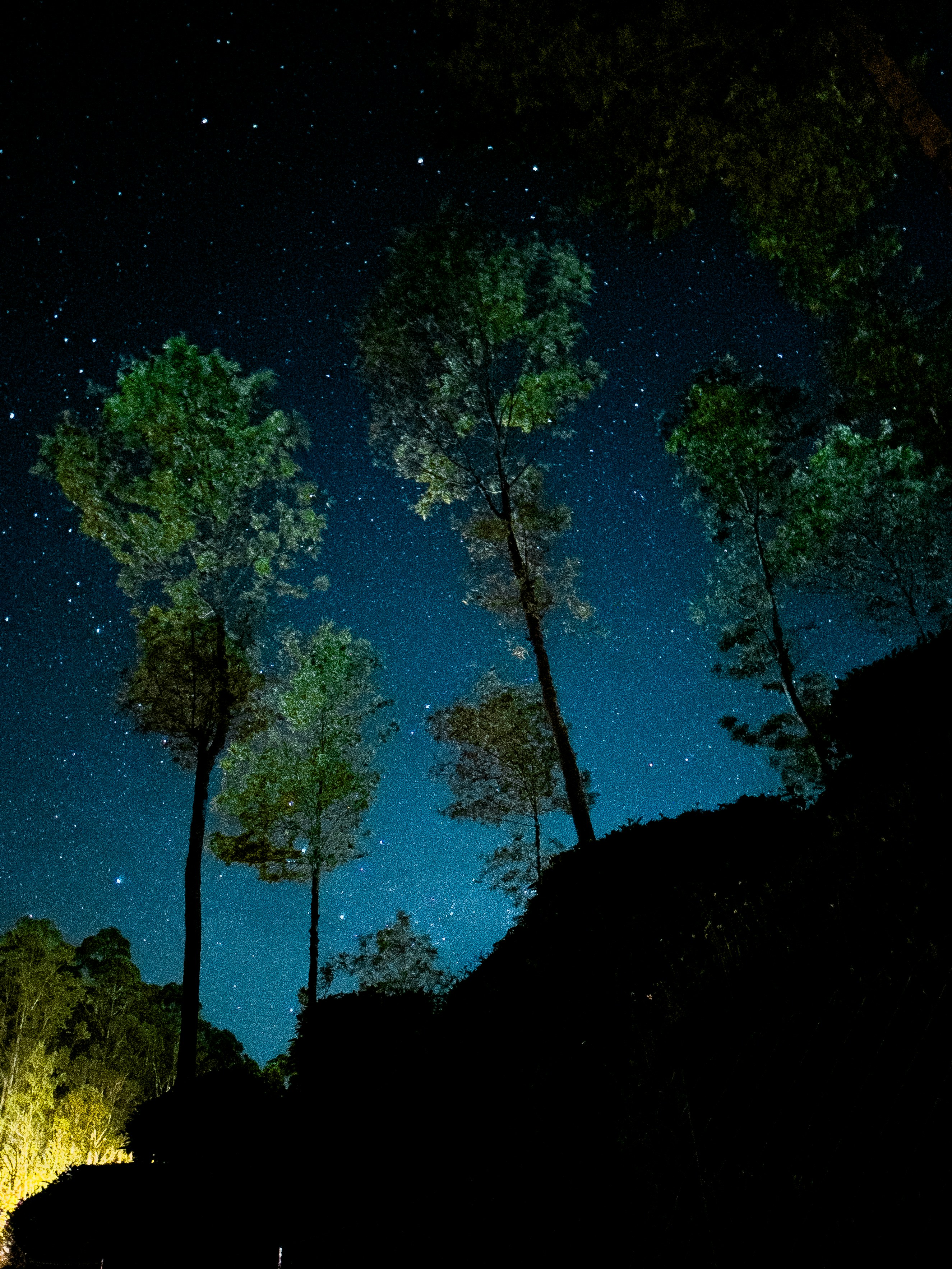 A group of trees standing next to each other under a night sky