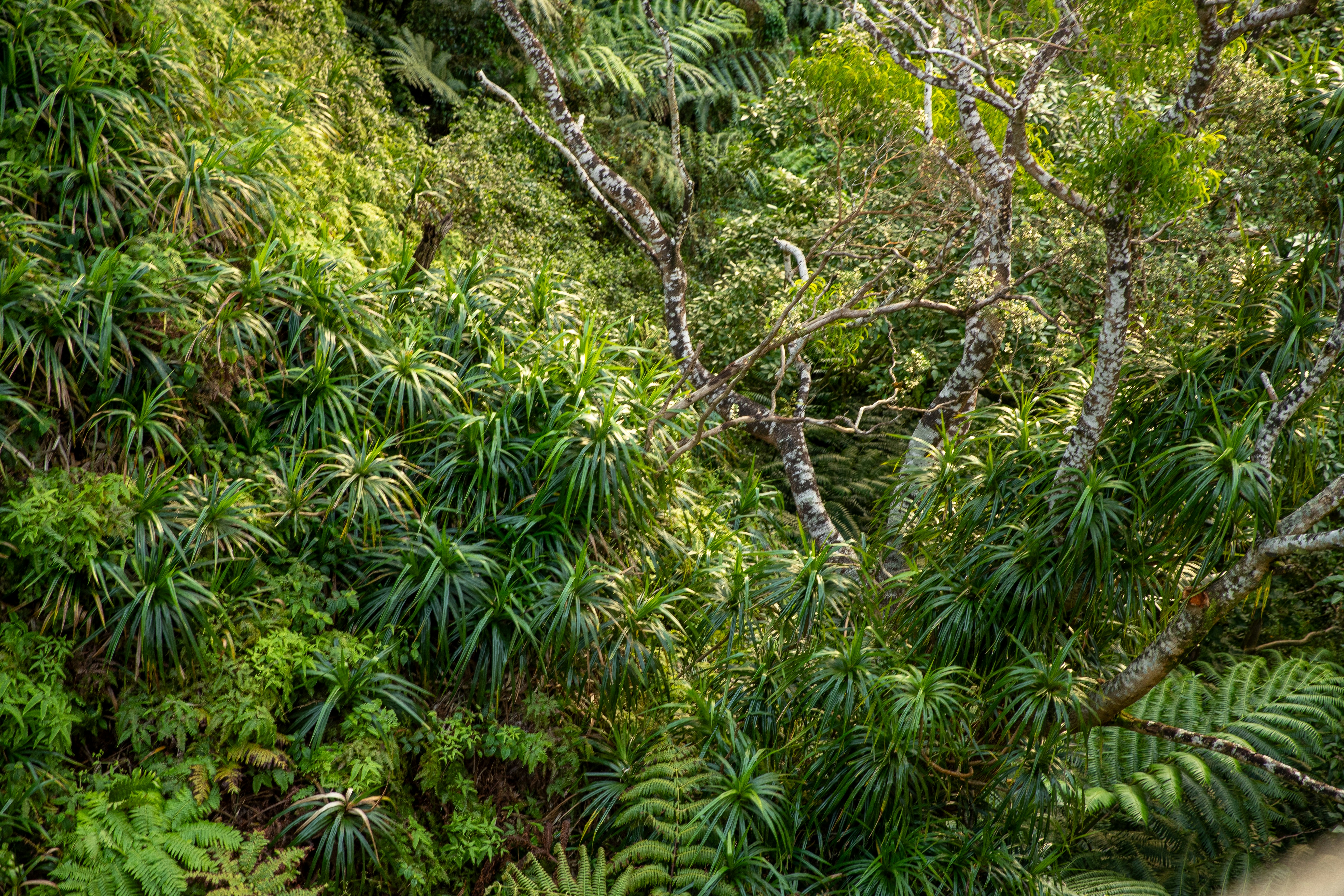 Photo by kanakanowelo