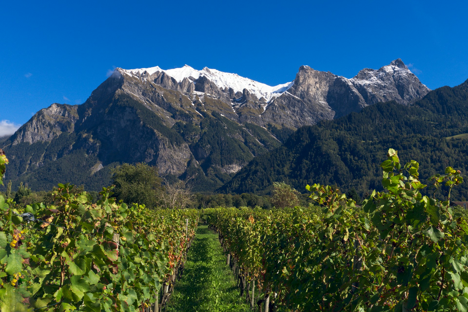 A vineyard with mountains in the background