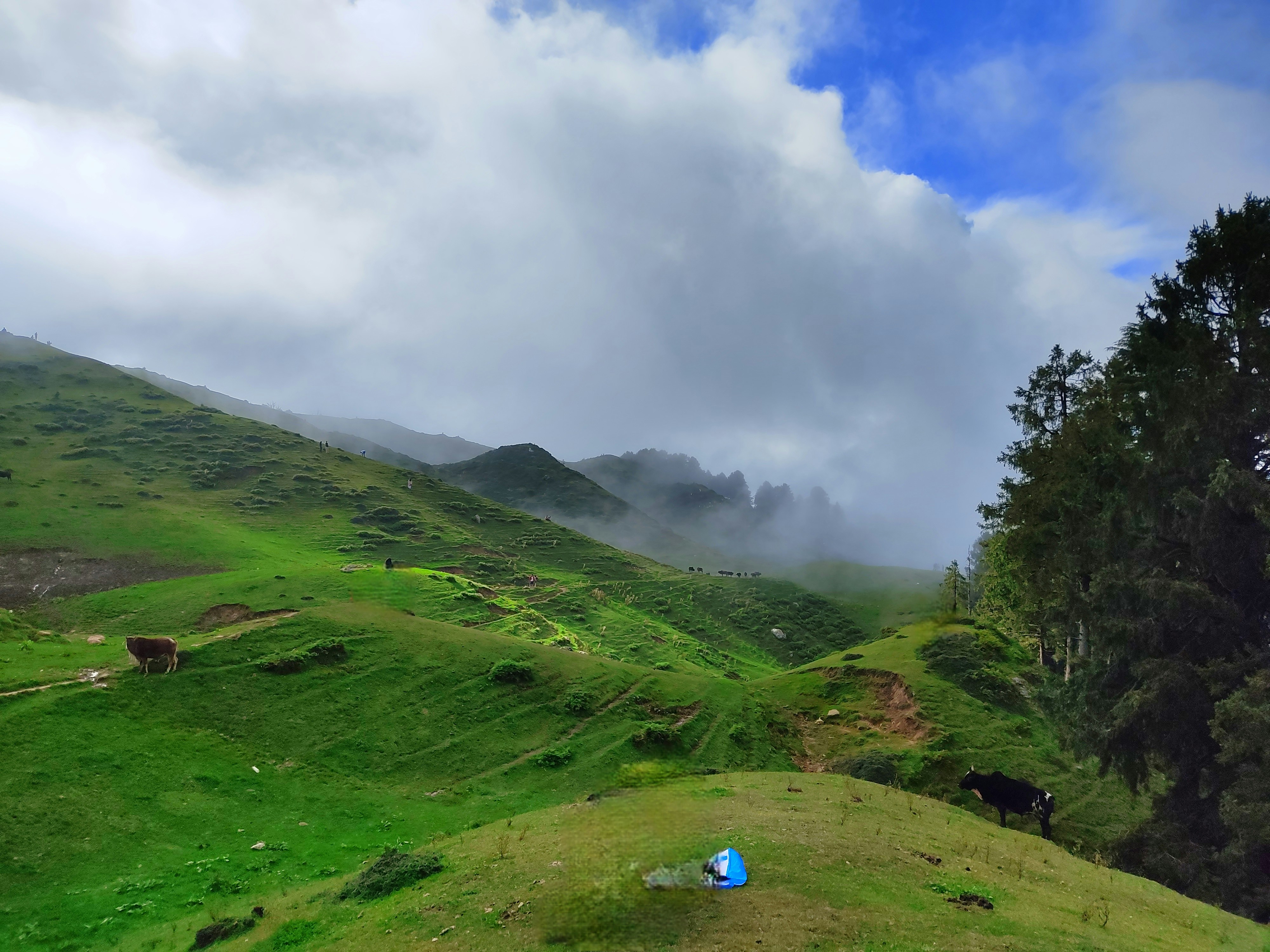 Una collina verde e lussureggiante ricoperta di erba verde