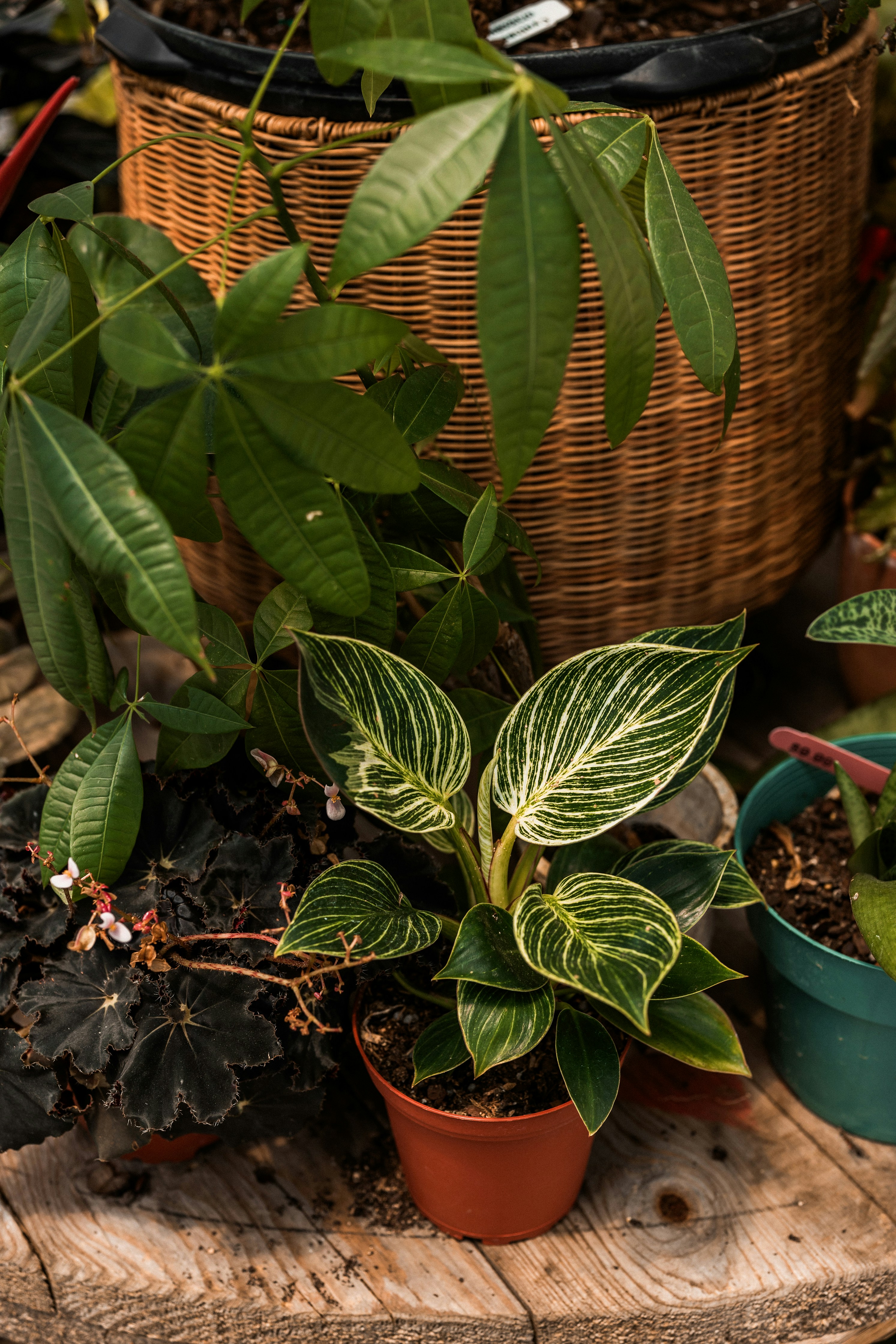 A wooden table topped with lots of potted plants
