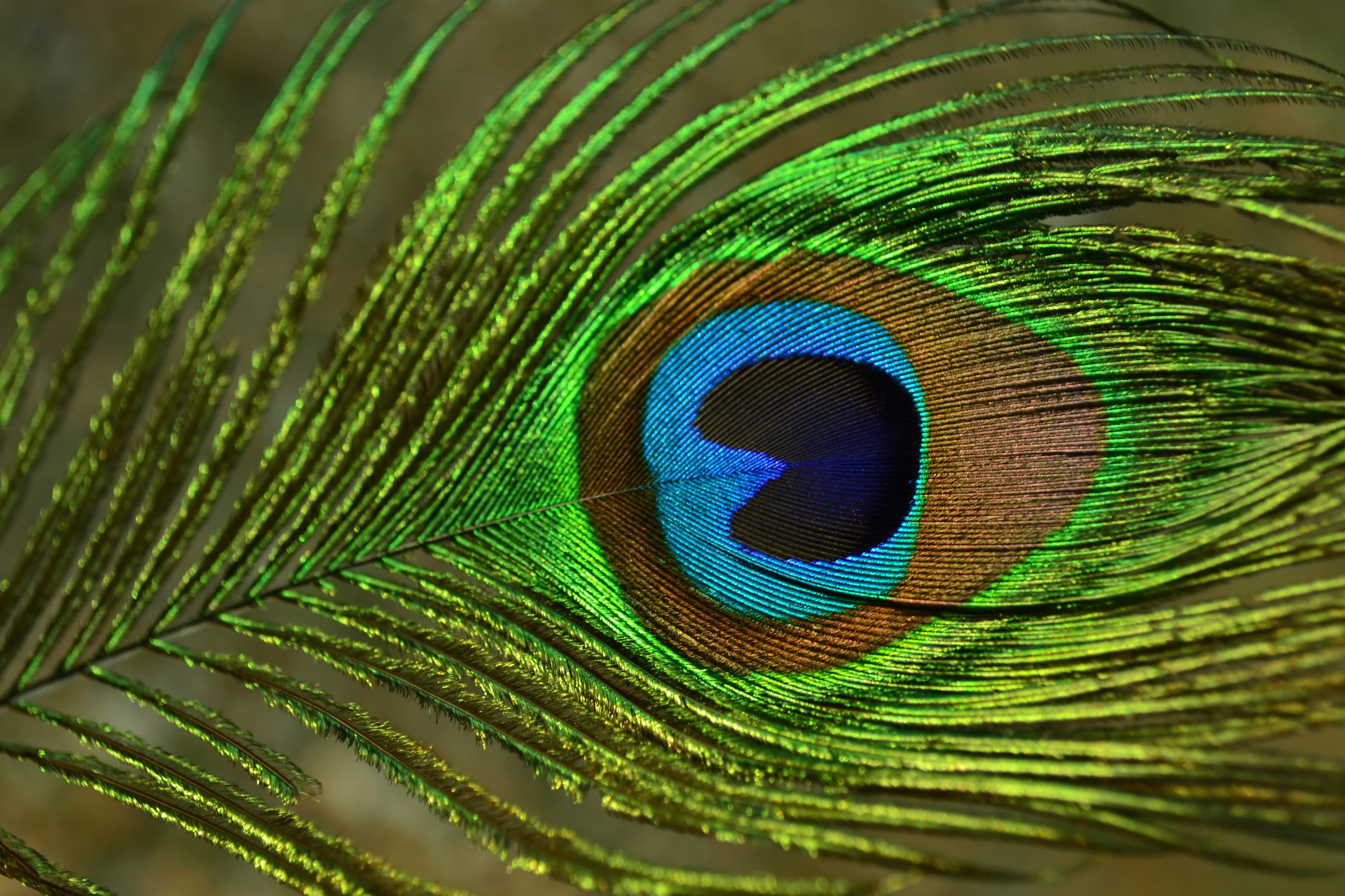 A close up of a peacock's feathers tail