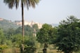 A palm tree in a field with a castle in the background