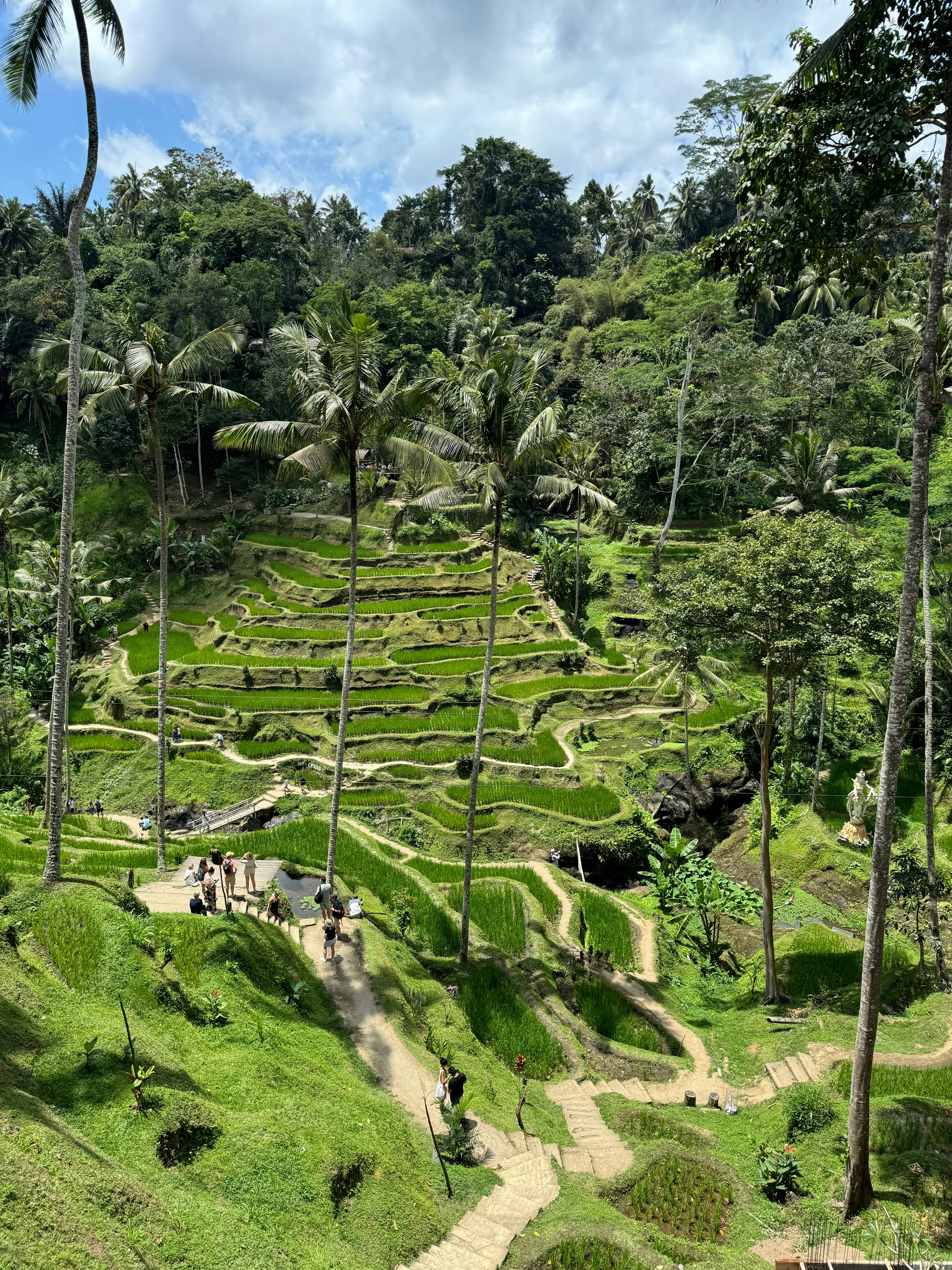 A lush green hillside covered in lots of trees
