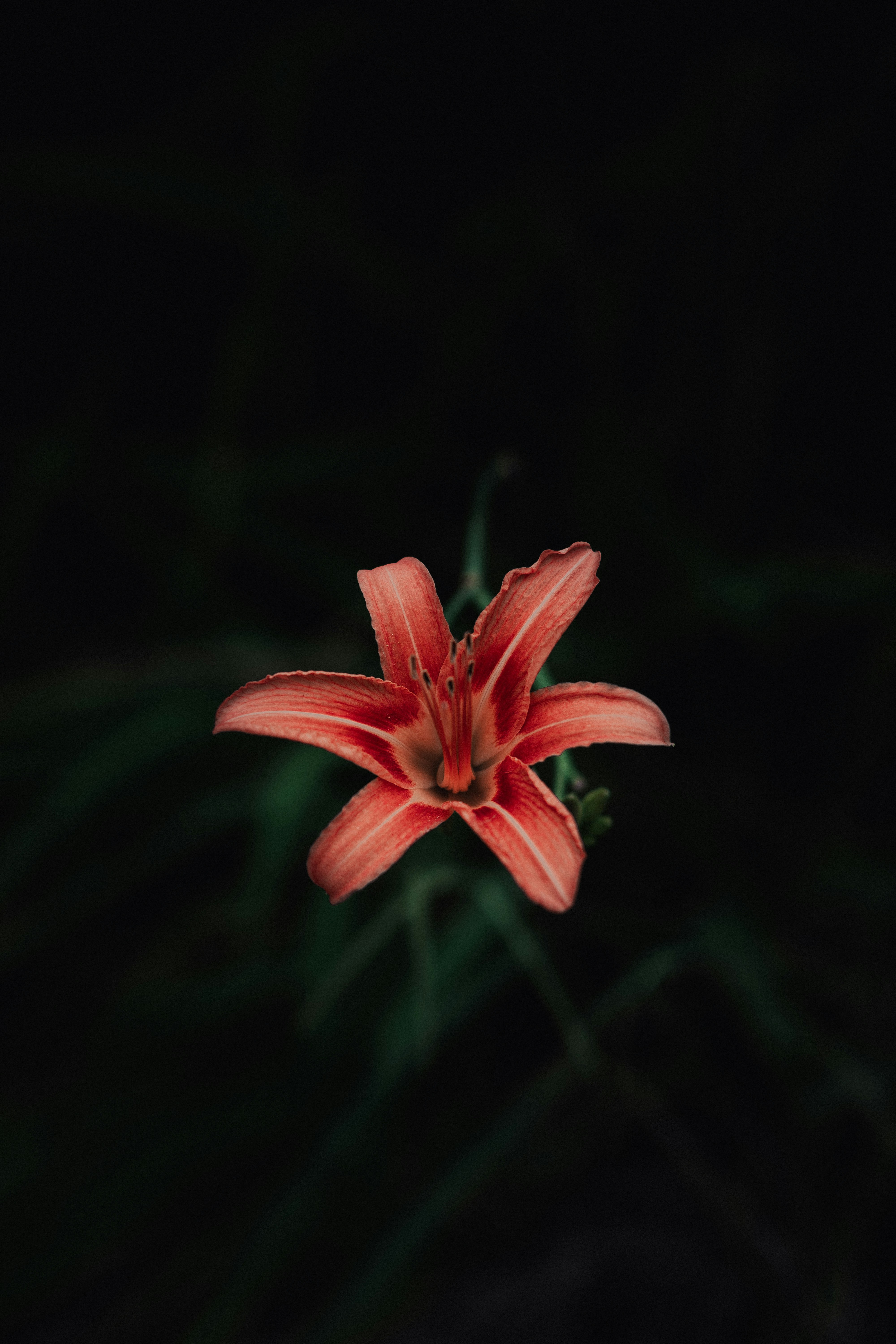 Photo by amirreza_momennia