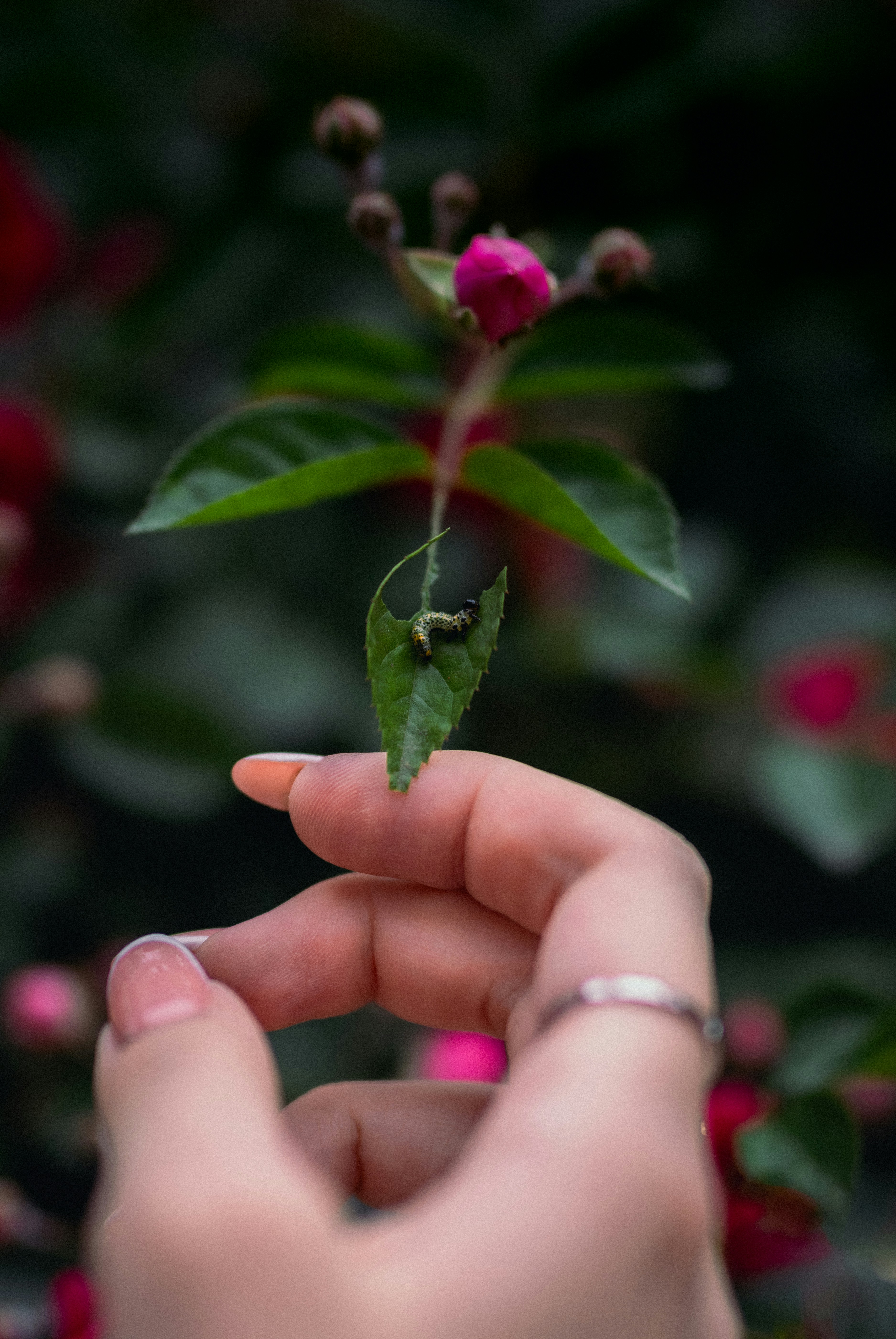A person holding a flower in their hand
