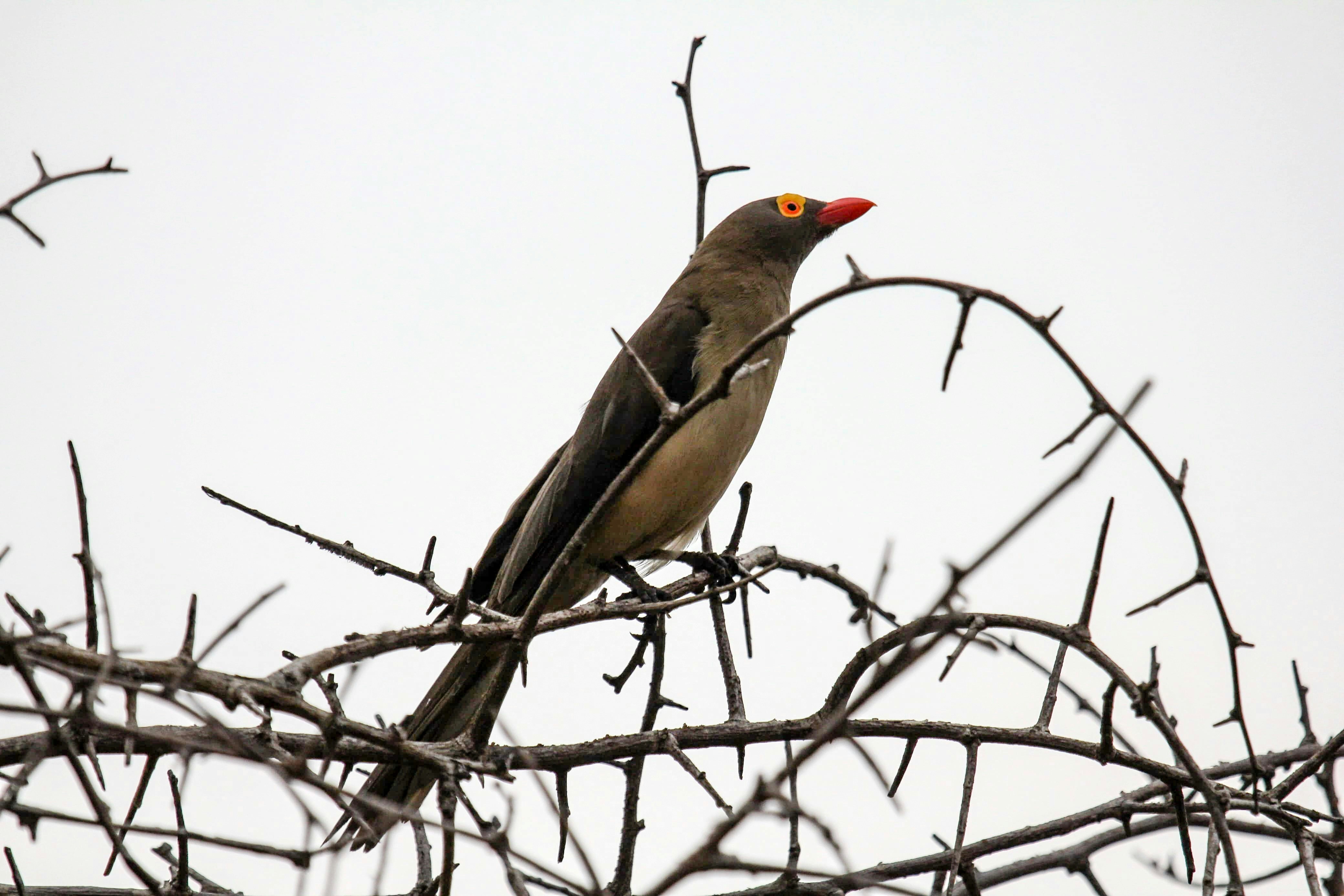 A bird sitting on top of a tree branch