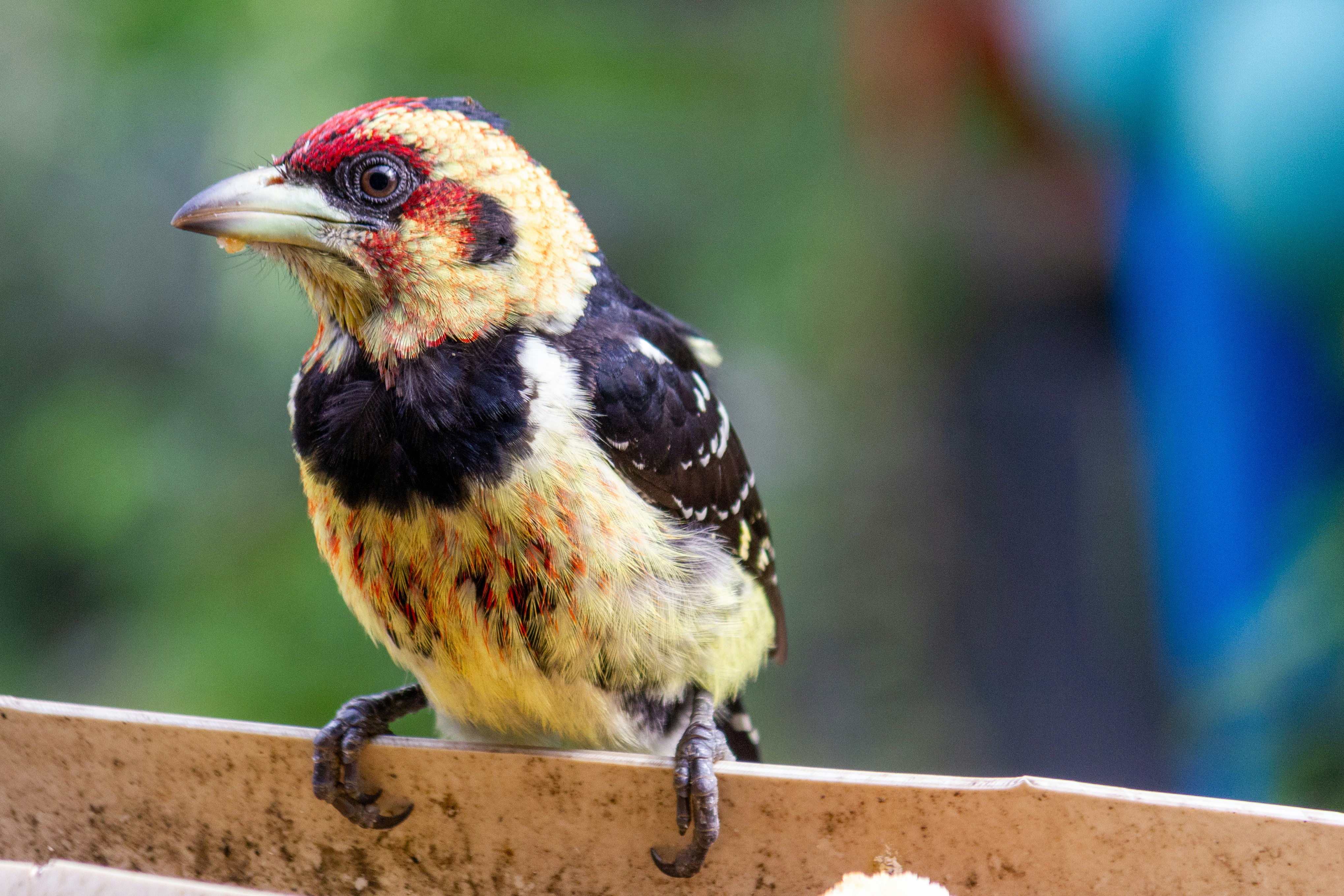 Woodpecker Deli