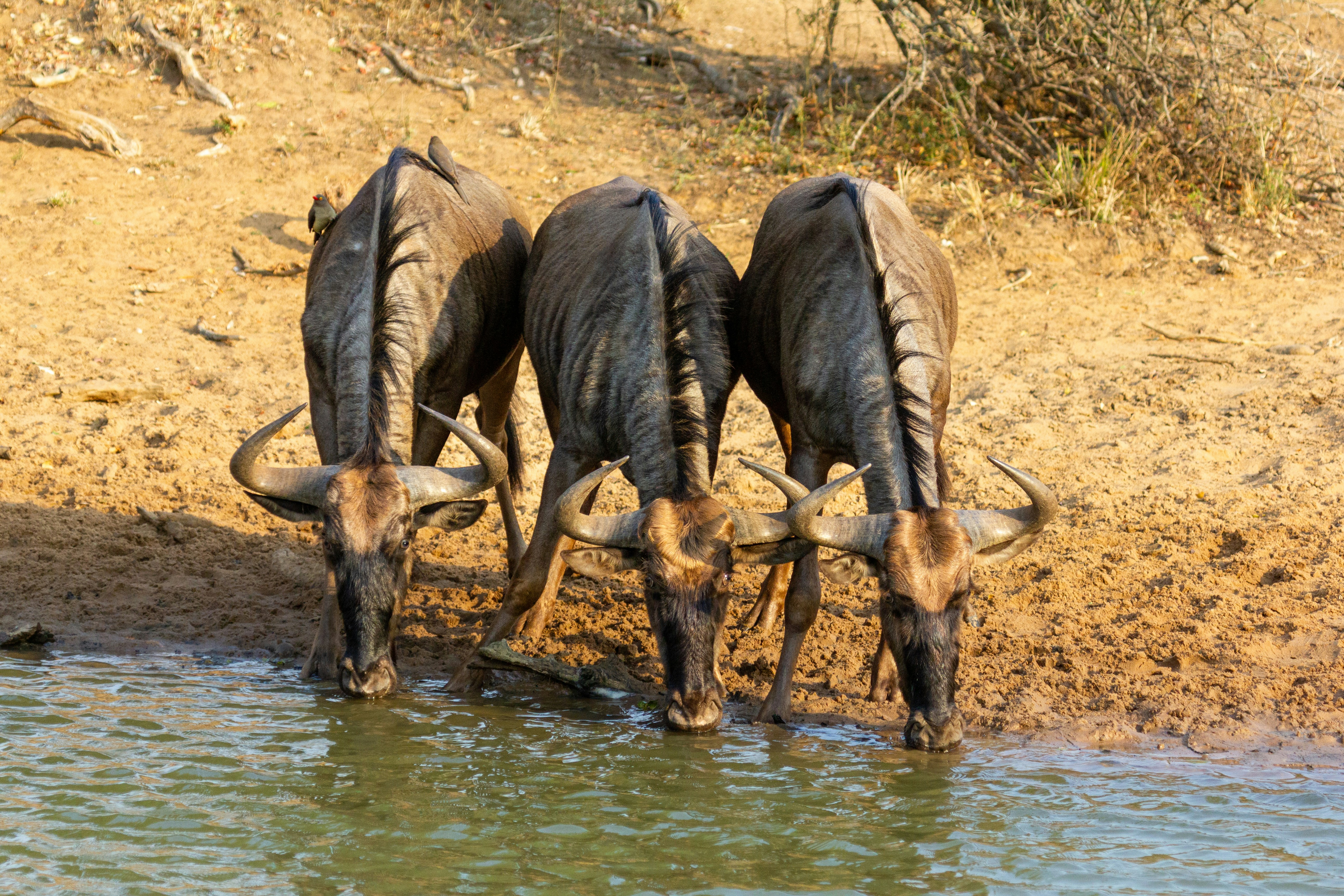Three water buffalo drinking water from a river