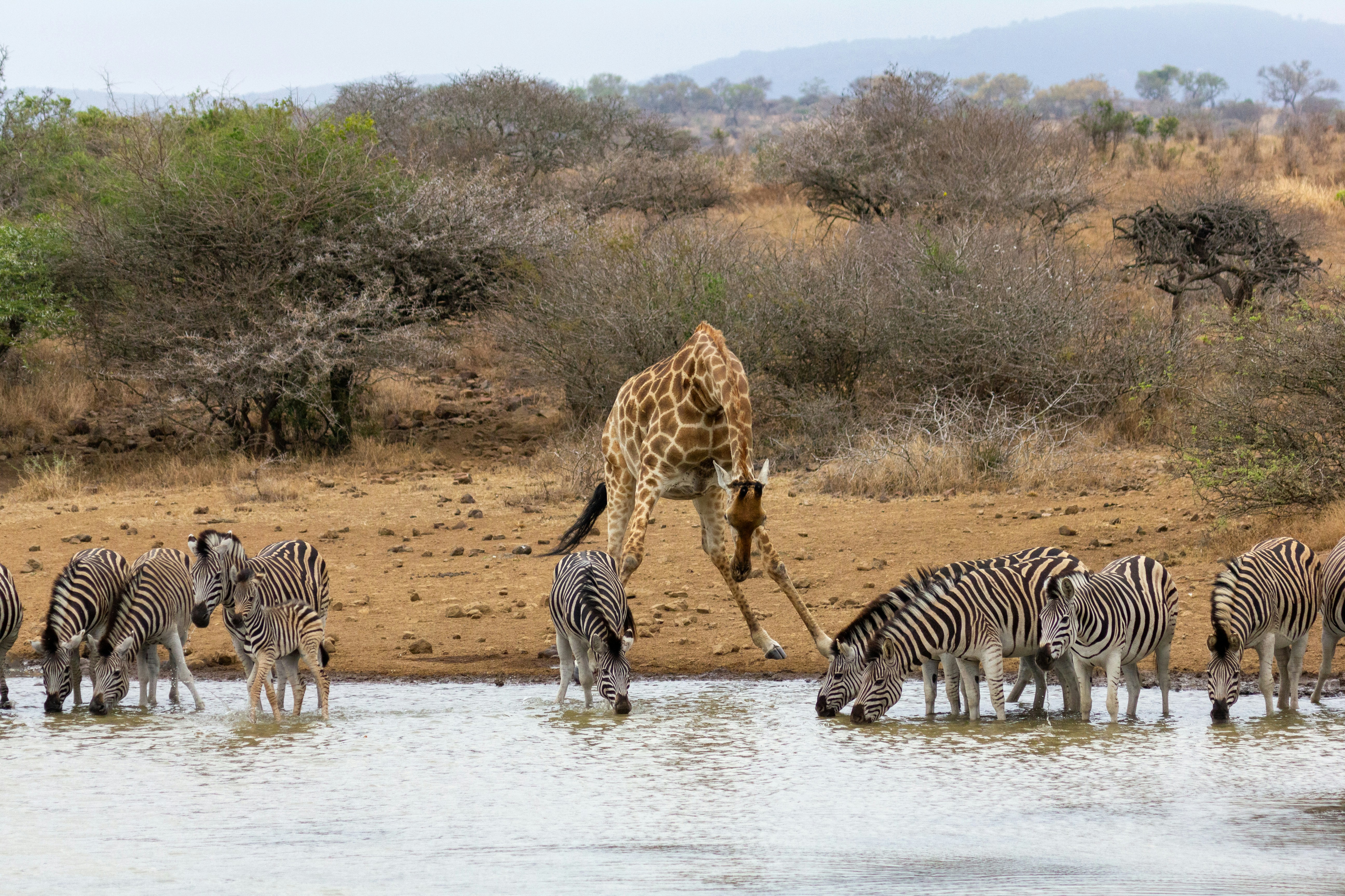 Eine Gruppe Zebras und eine Giraffe trinken Wasser