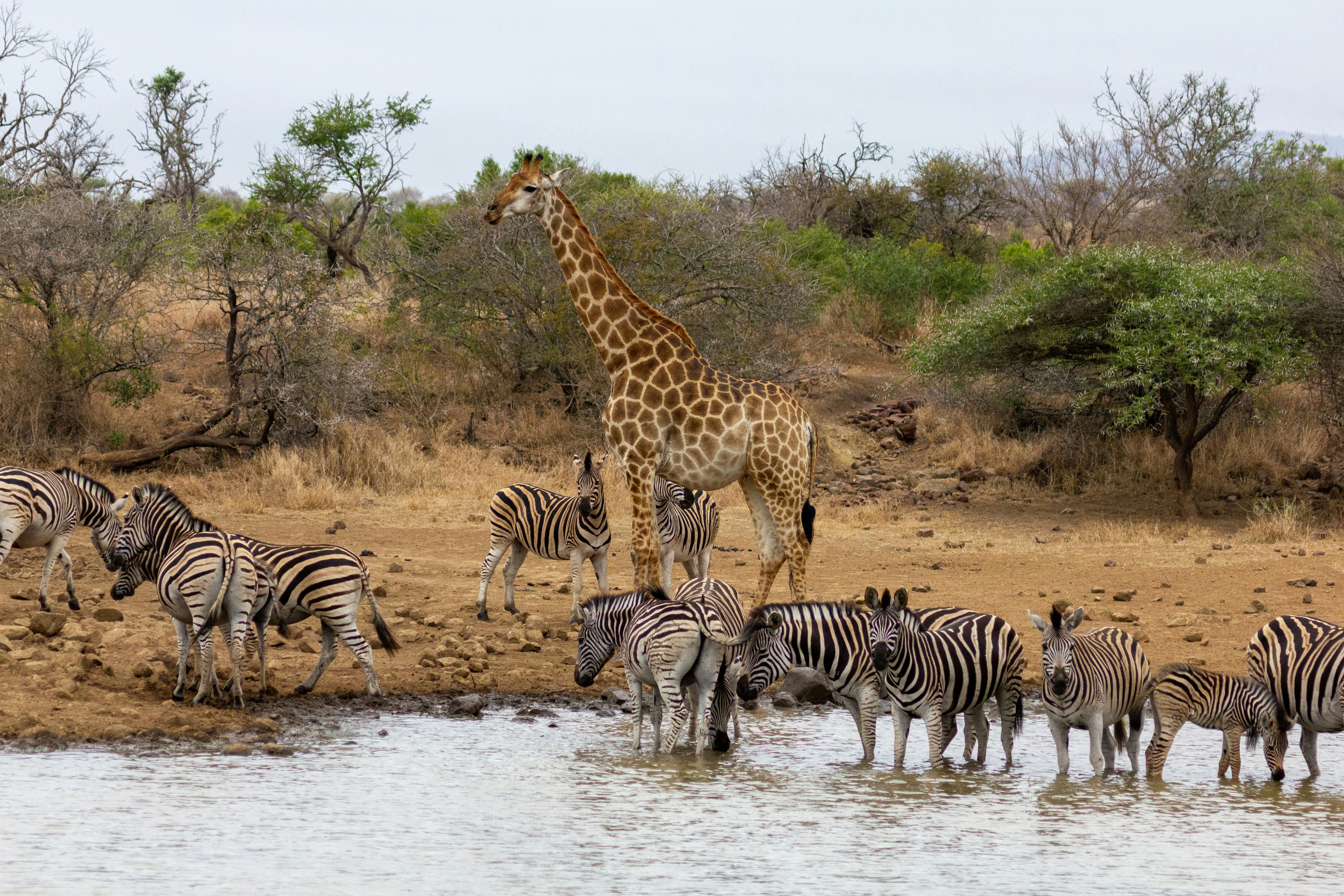 Eine Gruppe Zebras und eine Giraffe stehen im Wasser
