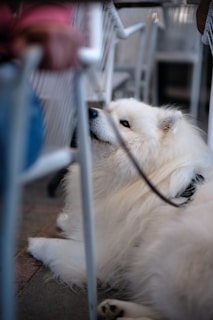 A large white dog laying on top of a floor