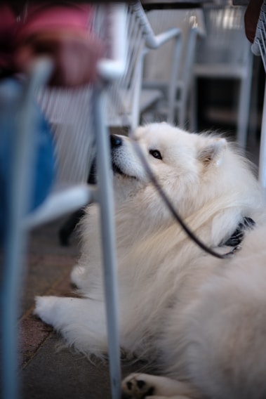 A large white dog laying on top of a floor