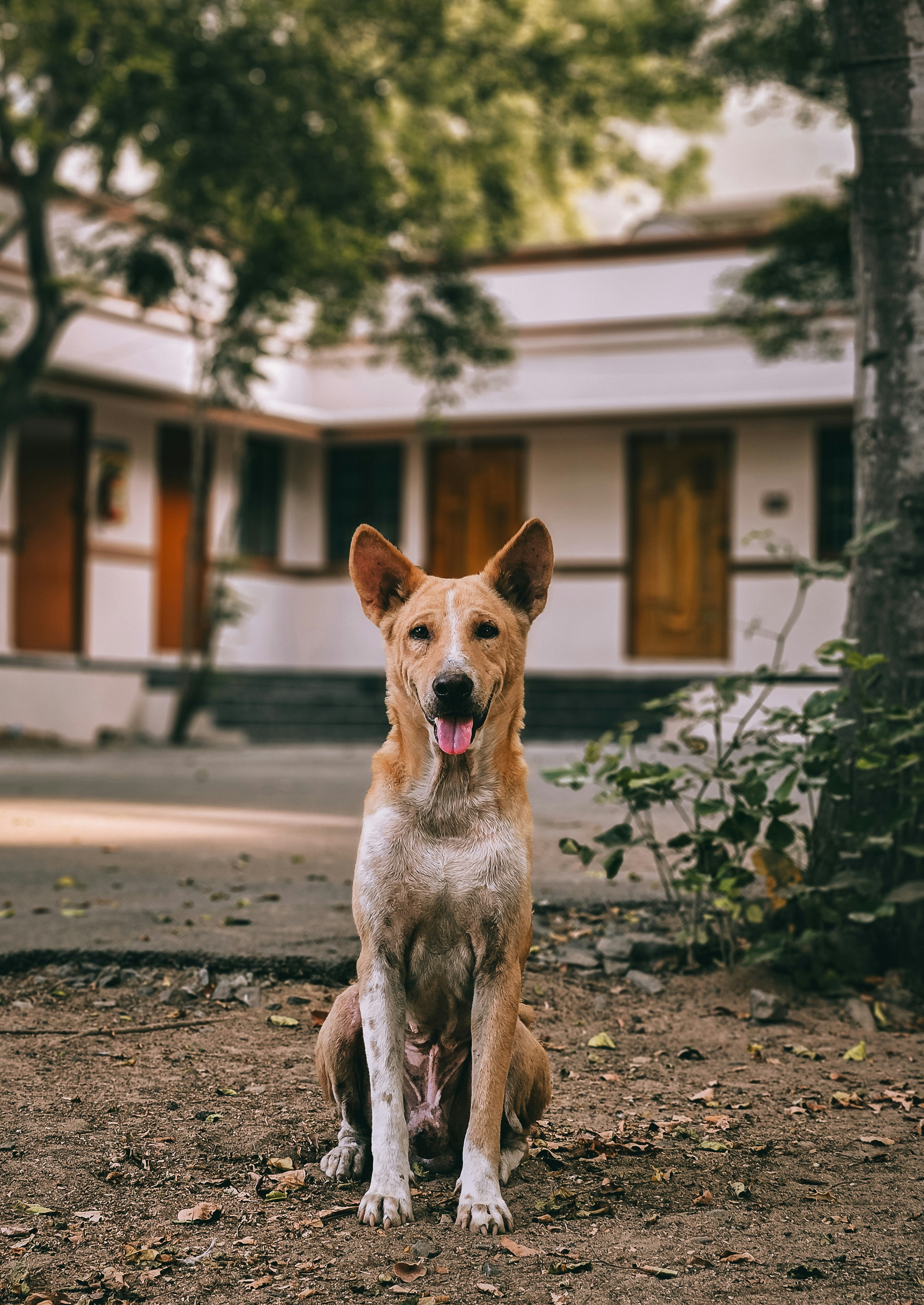 A dog sitting on the ground in front of a house