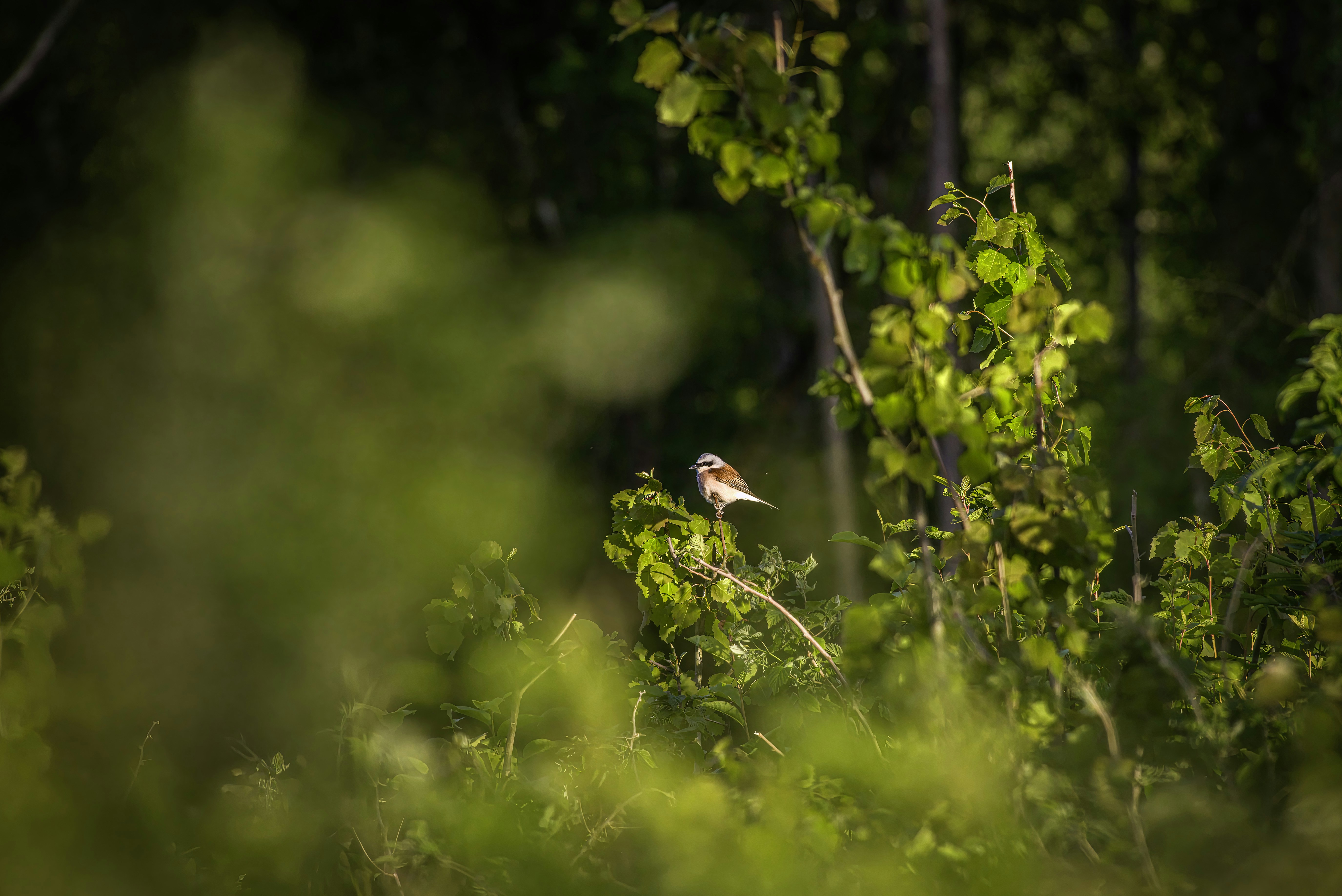 Photo by erik_karits