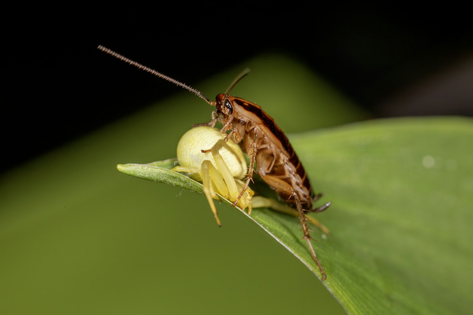 A close up of a bug on a leaf