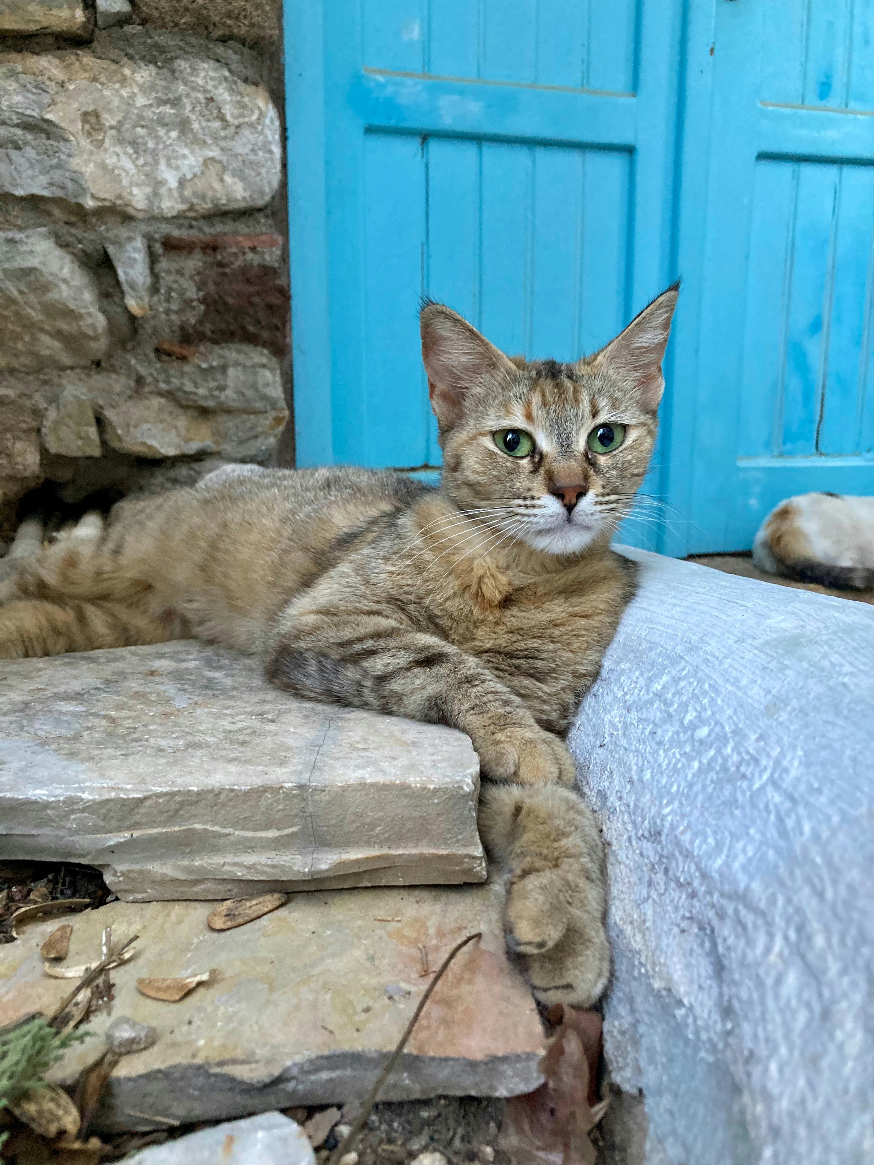 A cat laying on a bed outside a blue door