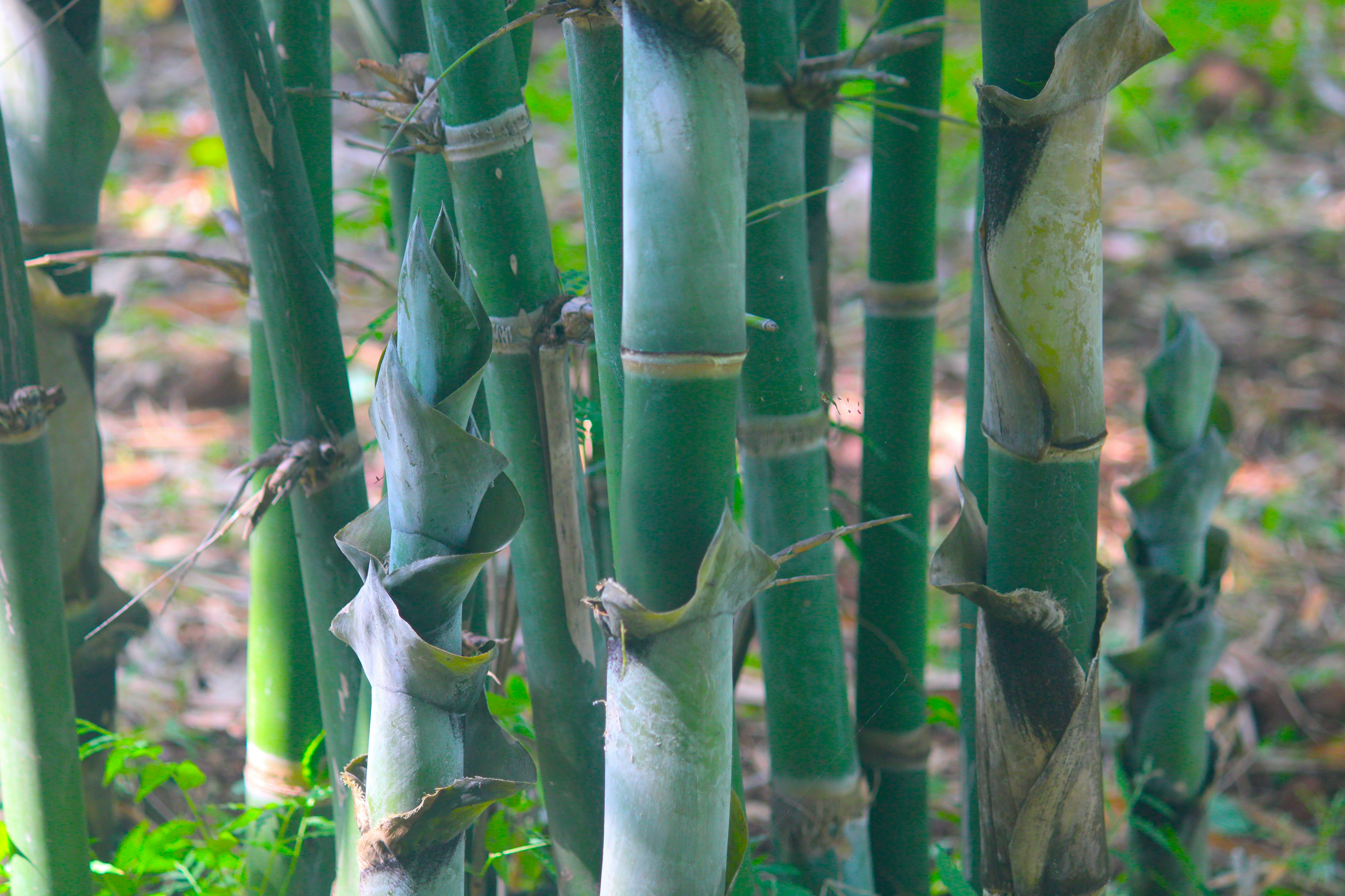 A close up of a bunch of bamboo plants