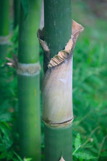 A close up of a tall bamboo tree