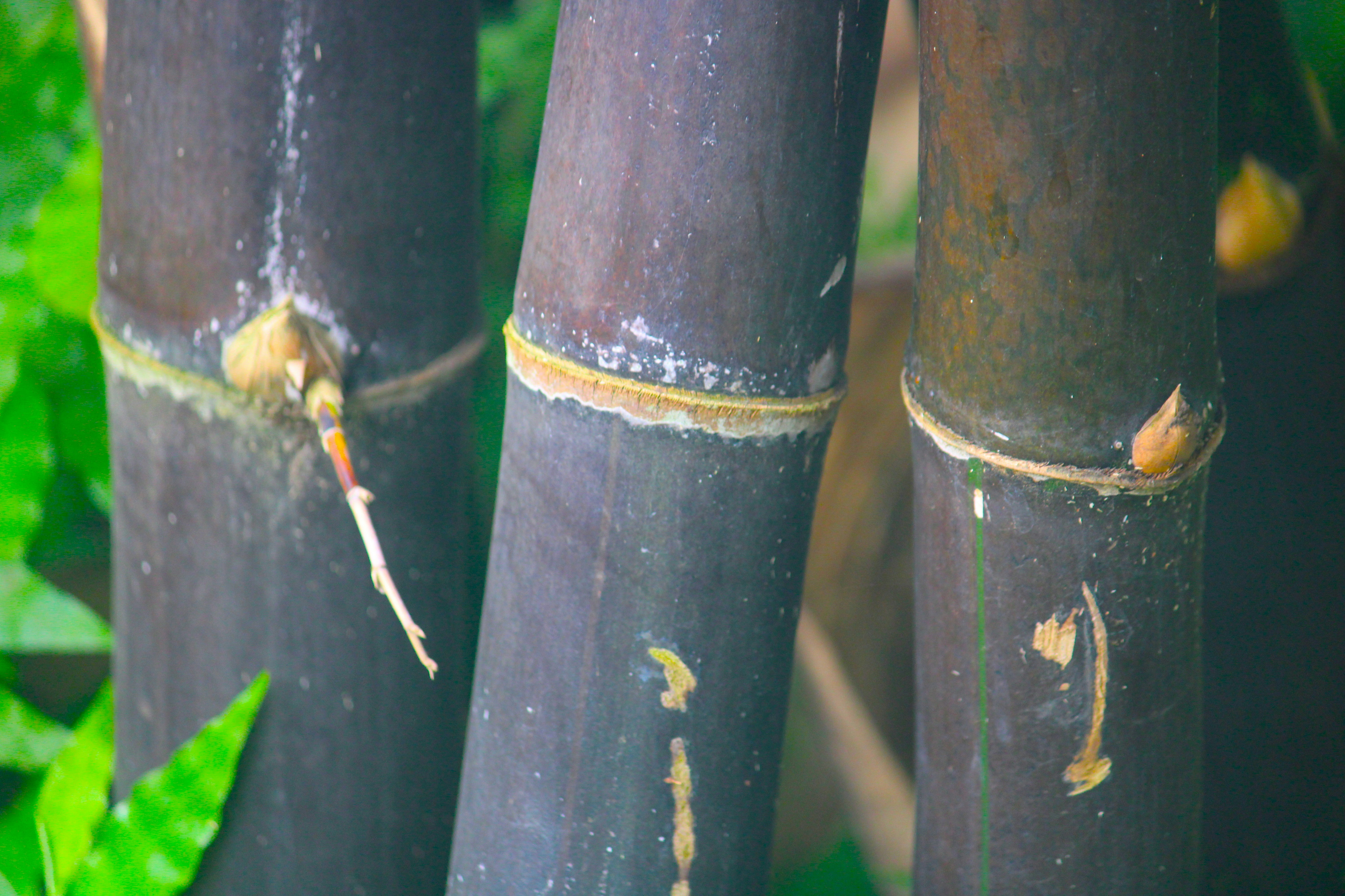 A close up of a bamboo pole with a knot on it