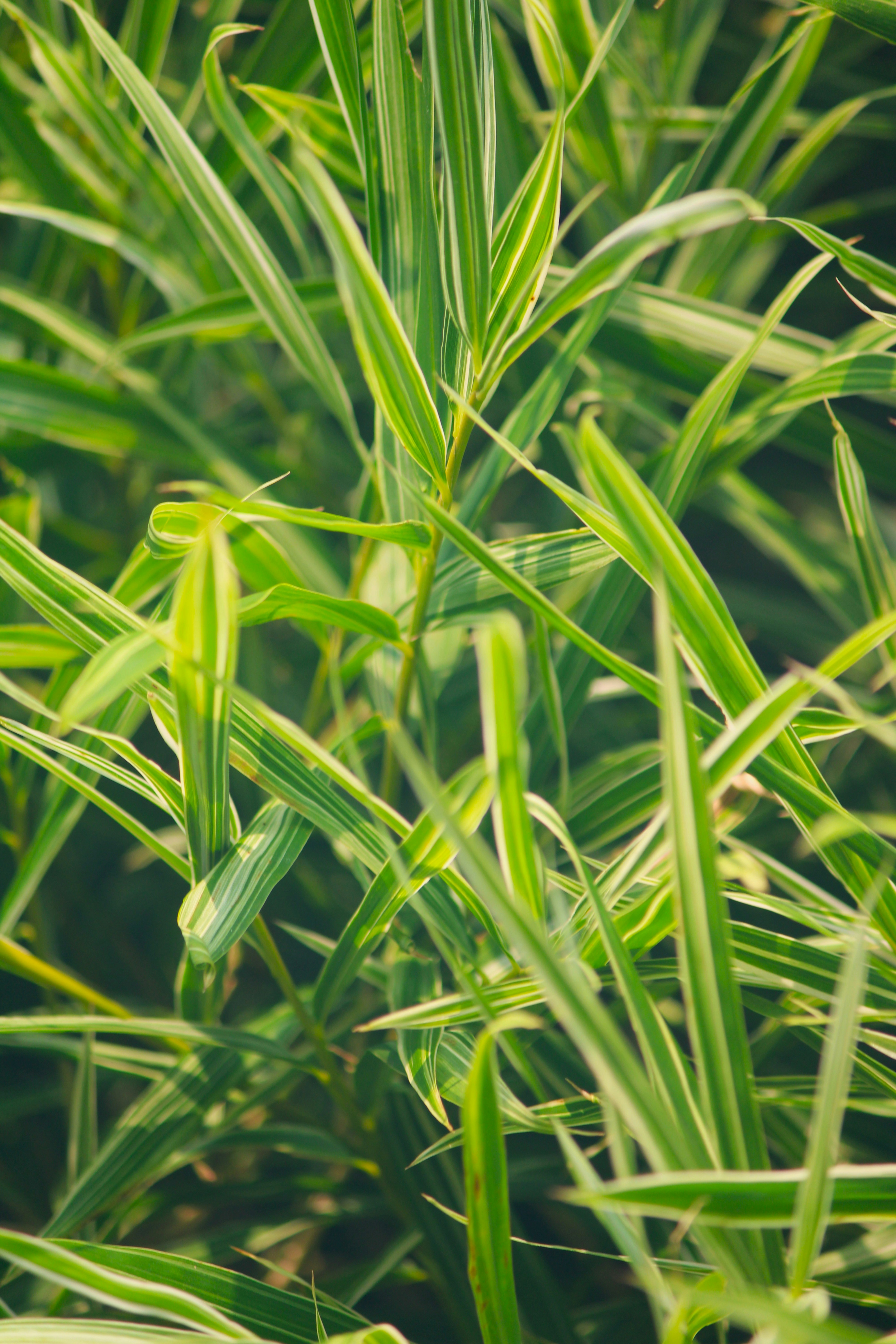 Photo by manoj_poosam