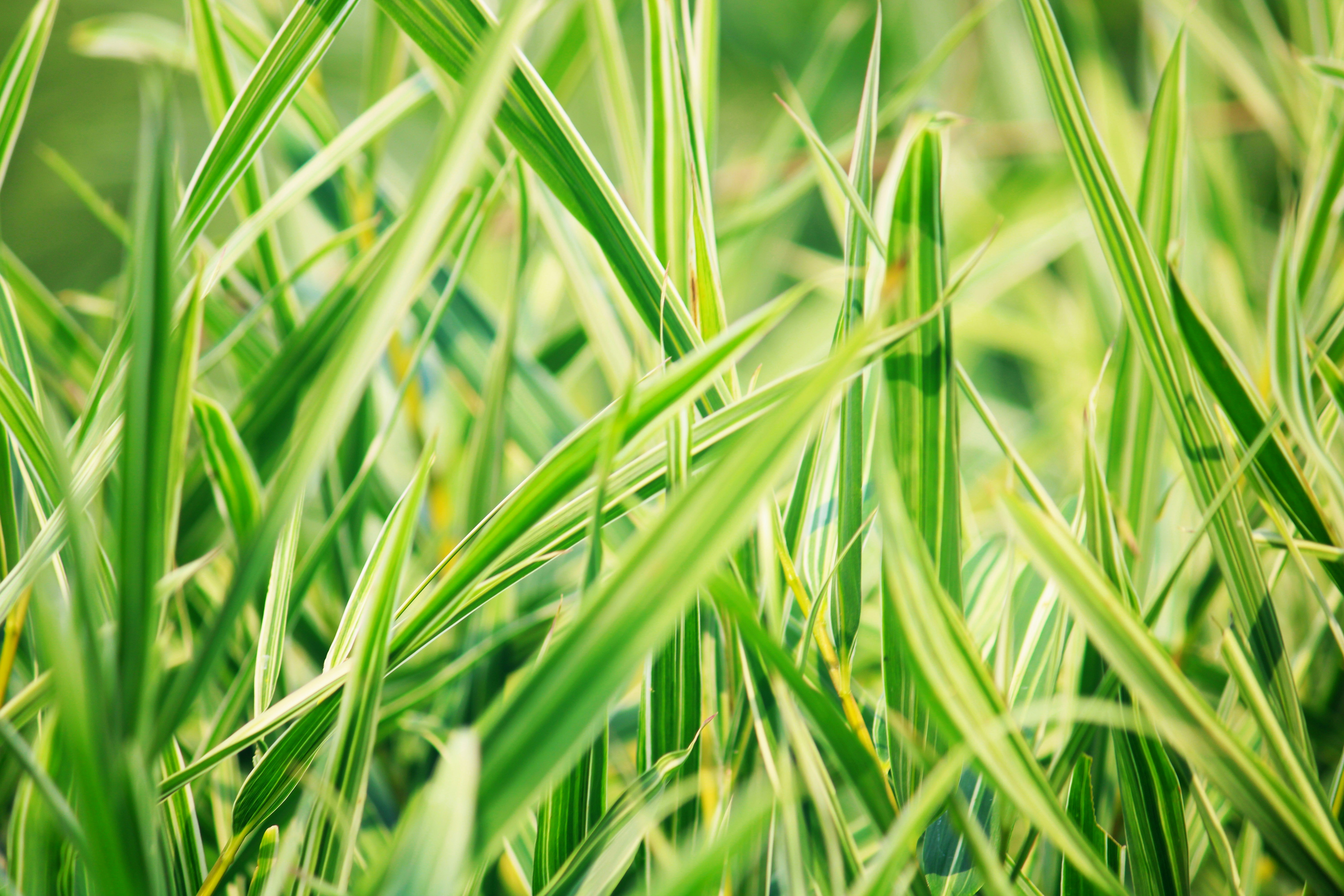 Photo by manoj_poosam