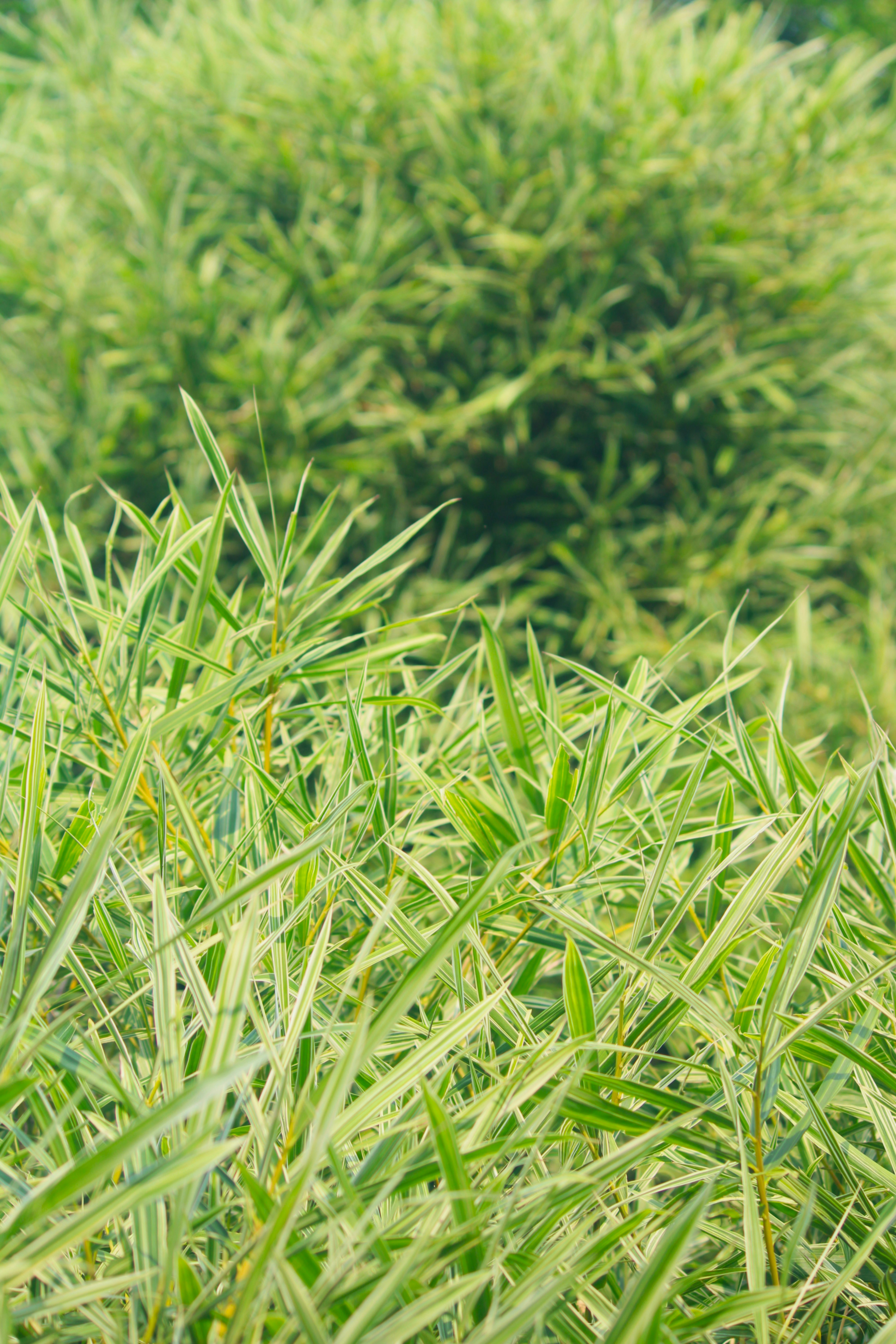 Photo by manoj_poosam