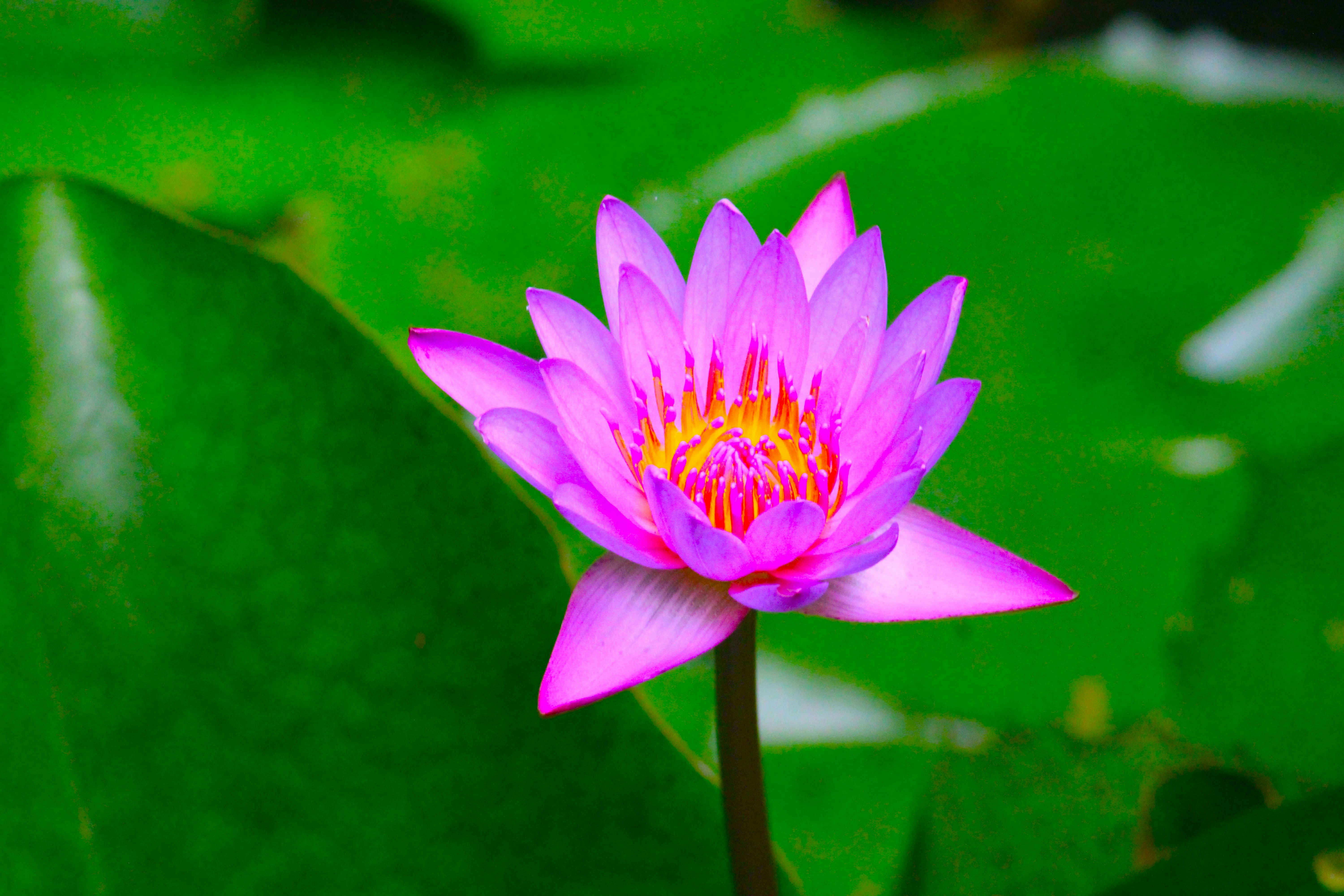 Photo by manoj_poosam