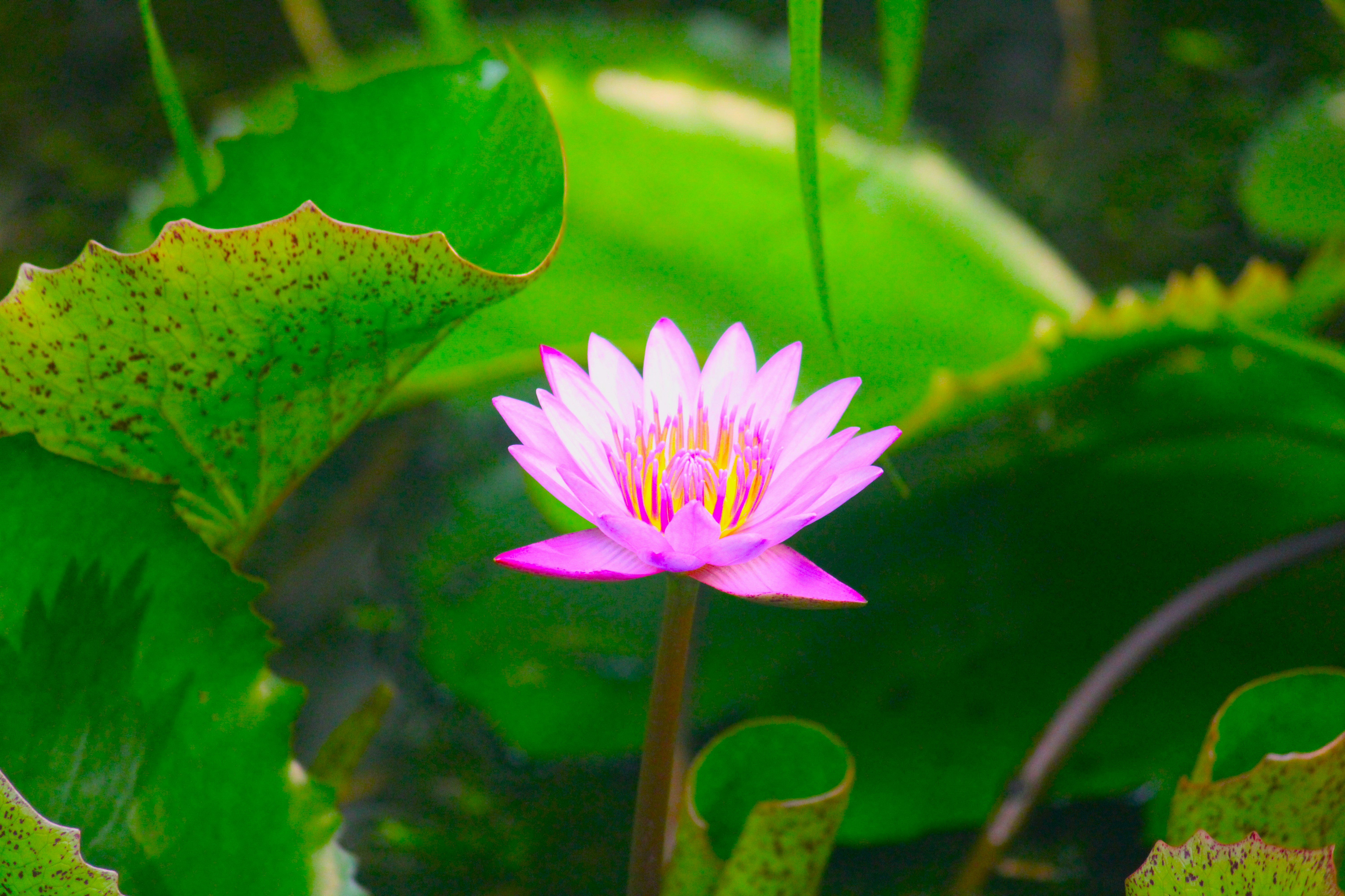 Photo by manoj_poosam