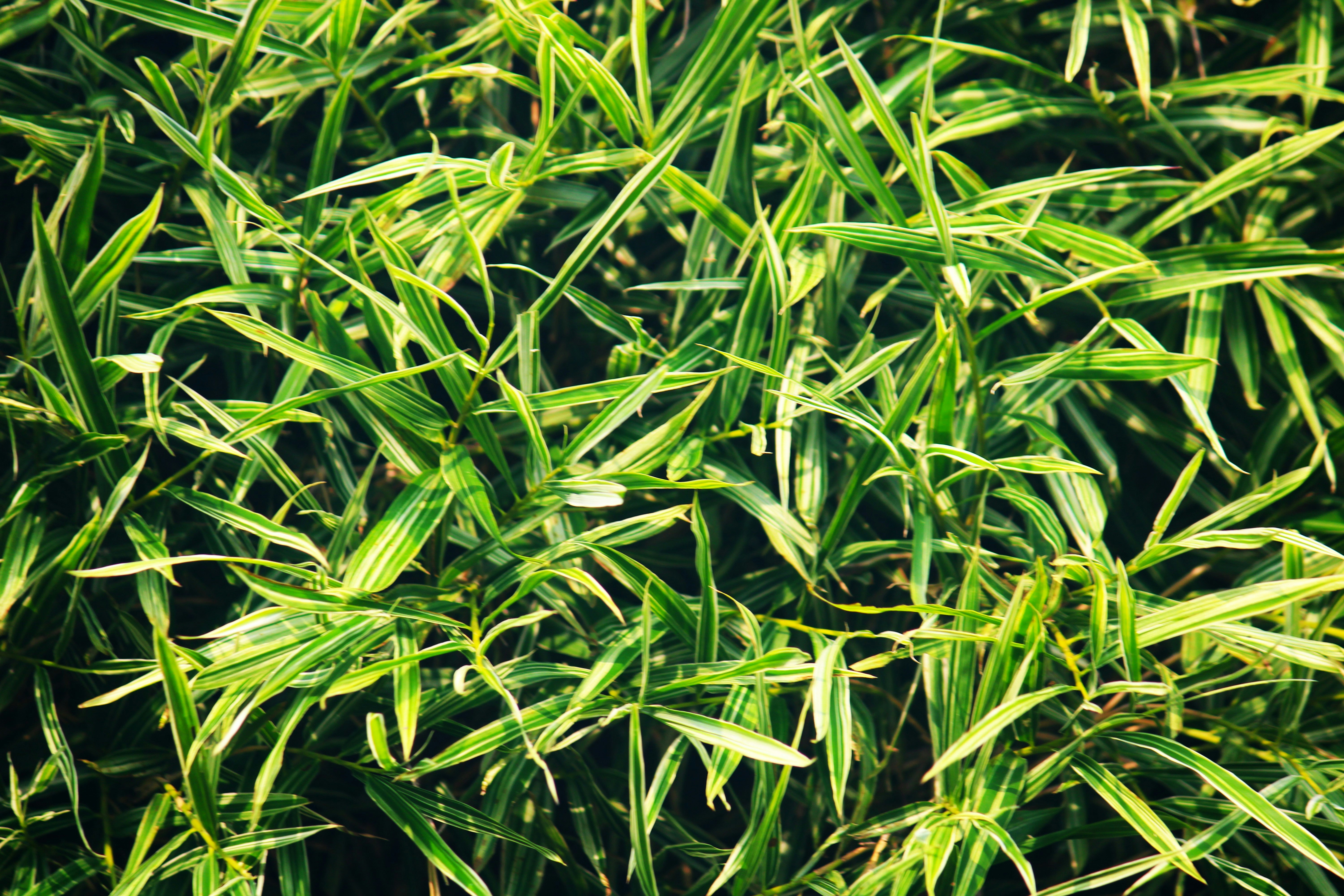 Photo by manoj_poosam