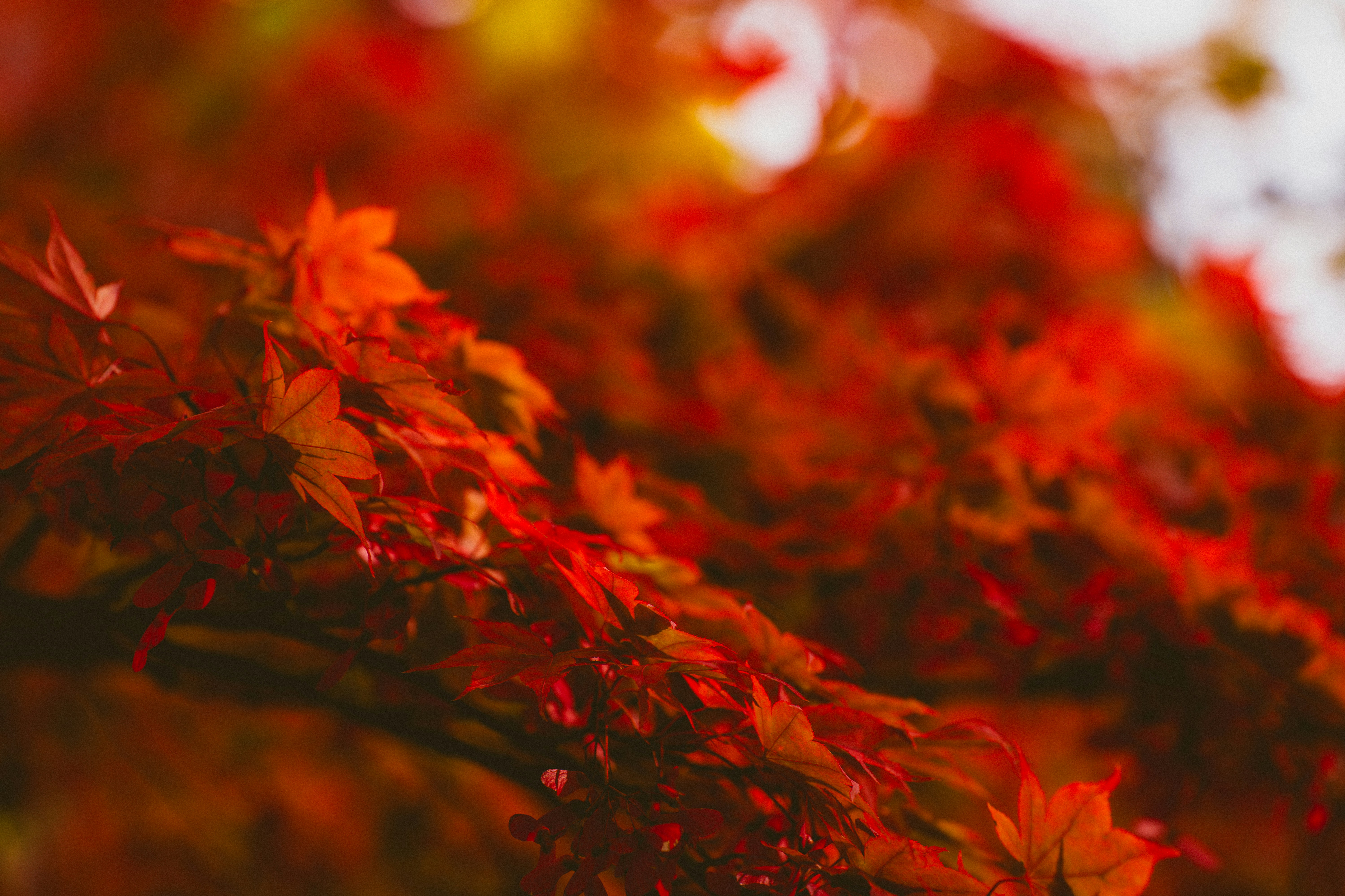 Photo by watchelijah