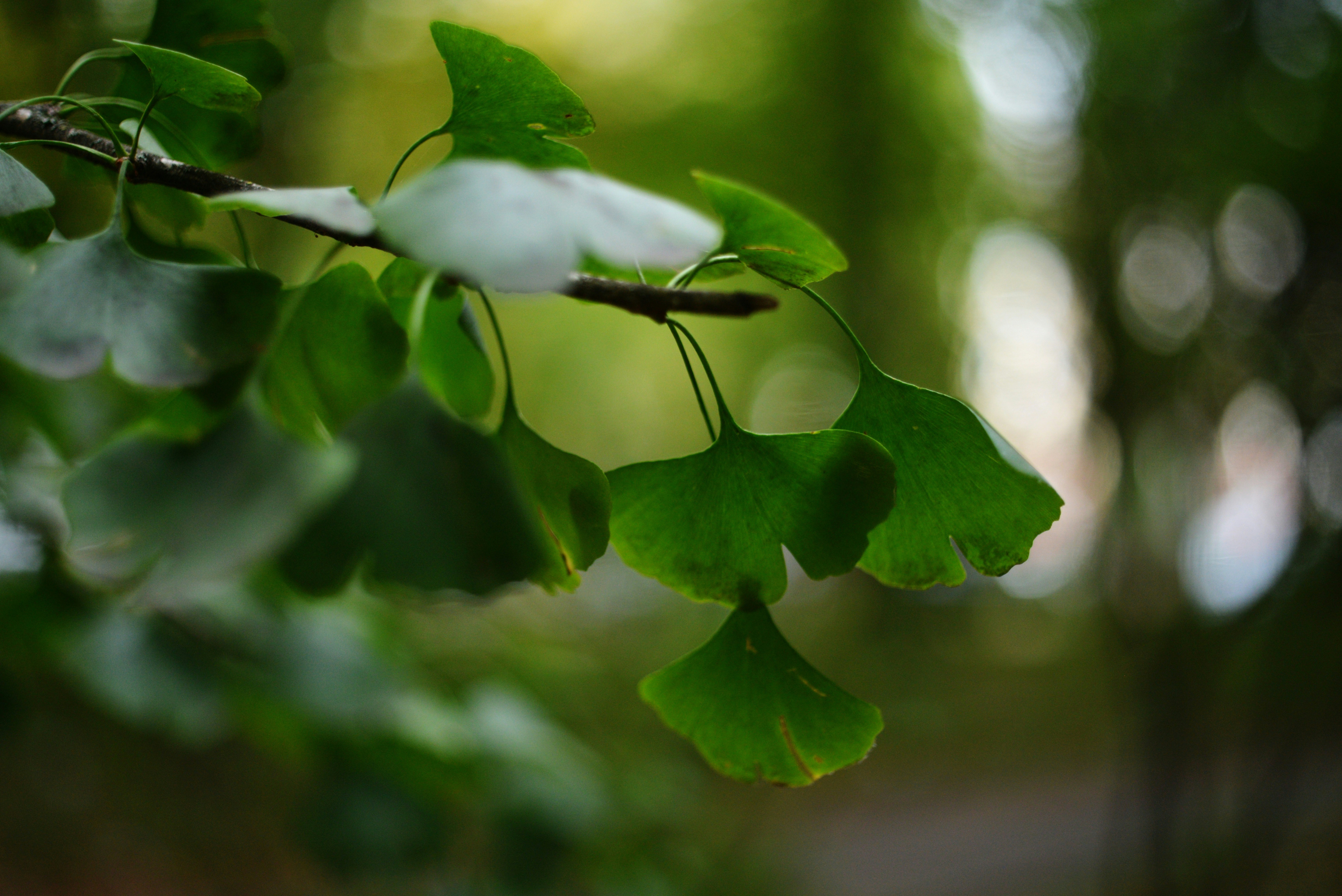 Photo by cherstve_pechivo