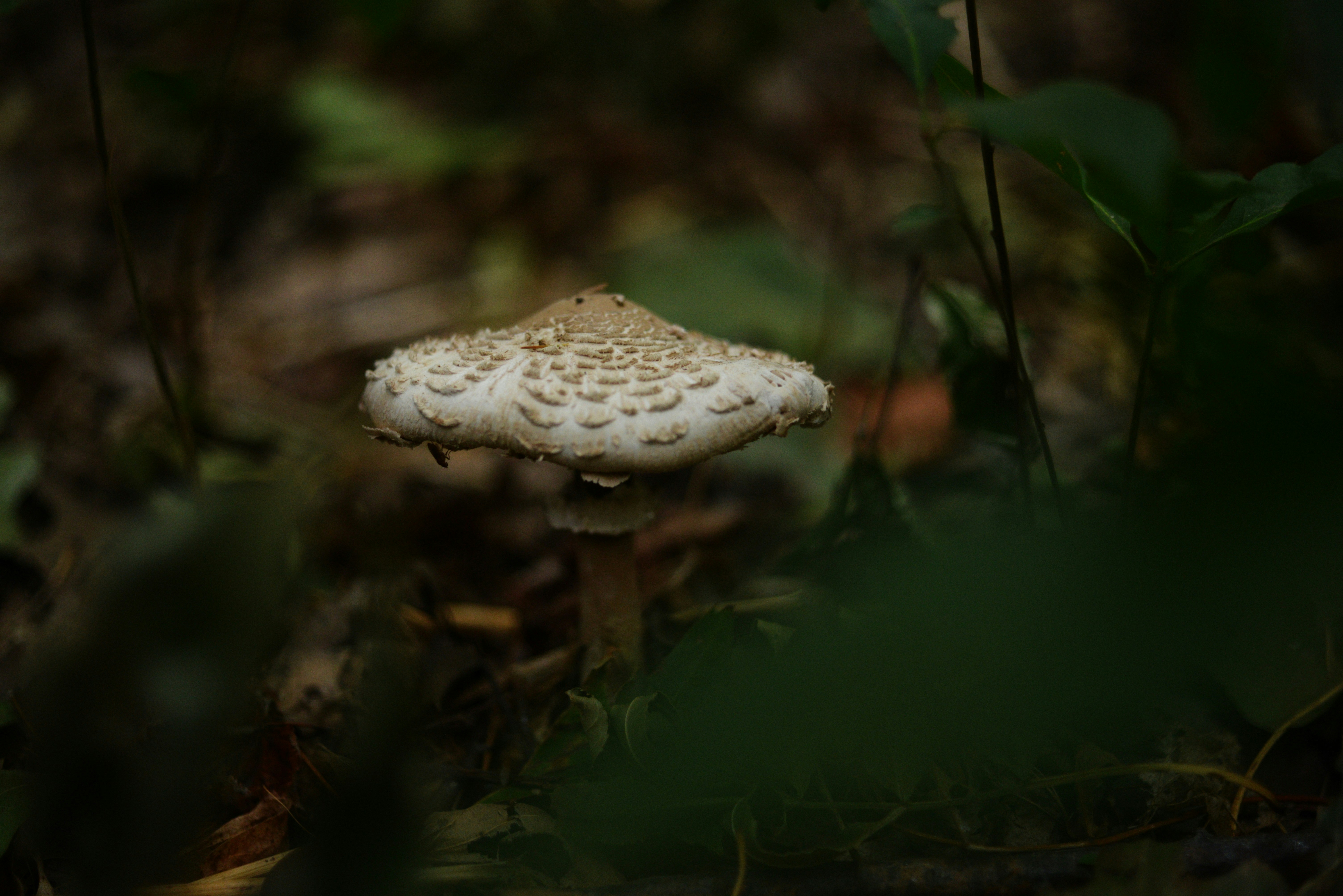 Photo by cherstve_pechivo