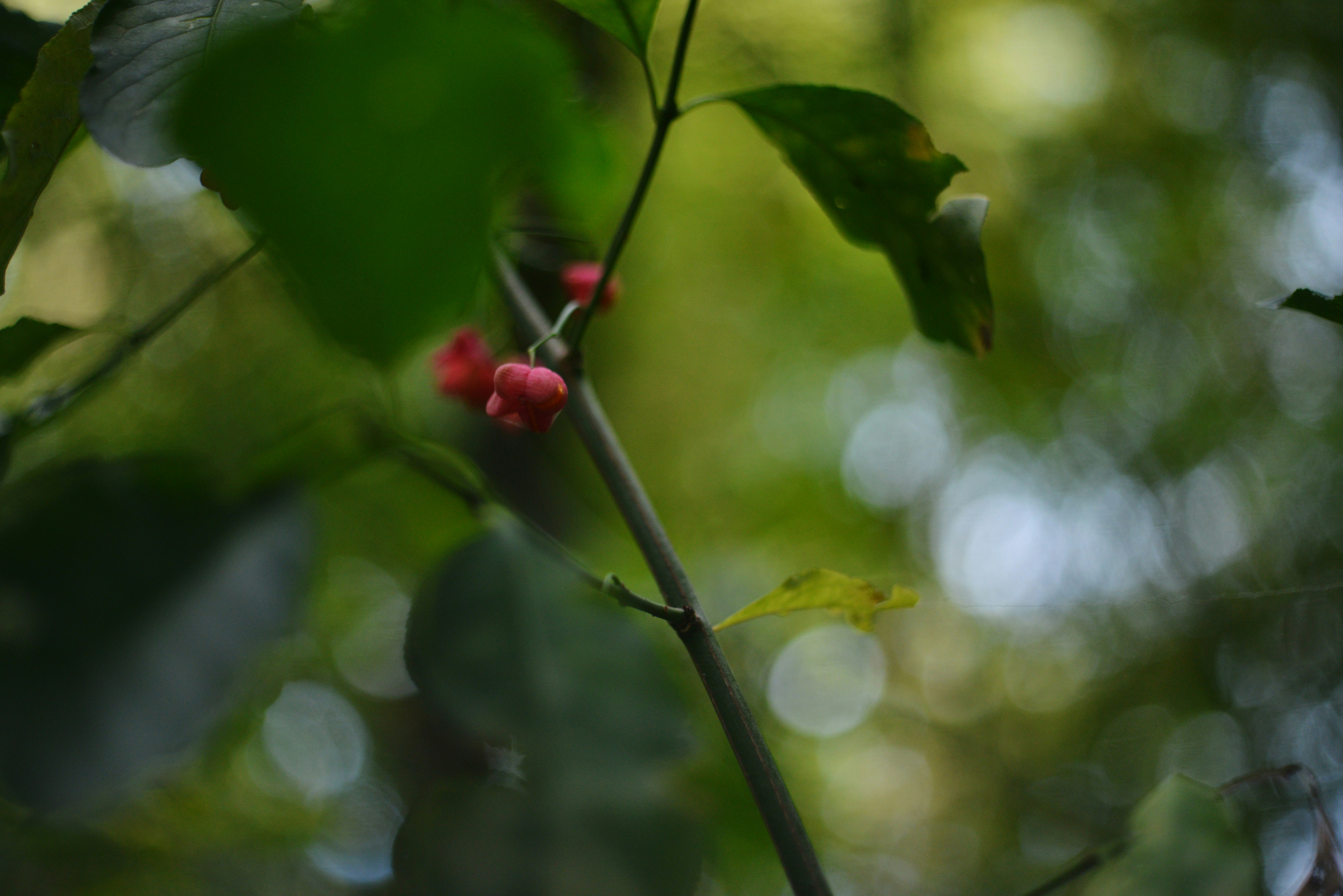 Photo by cherstve_pechivo