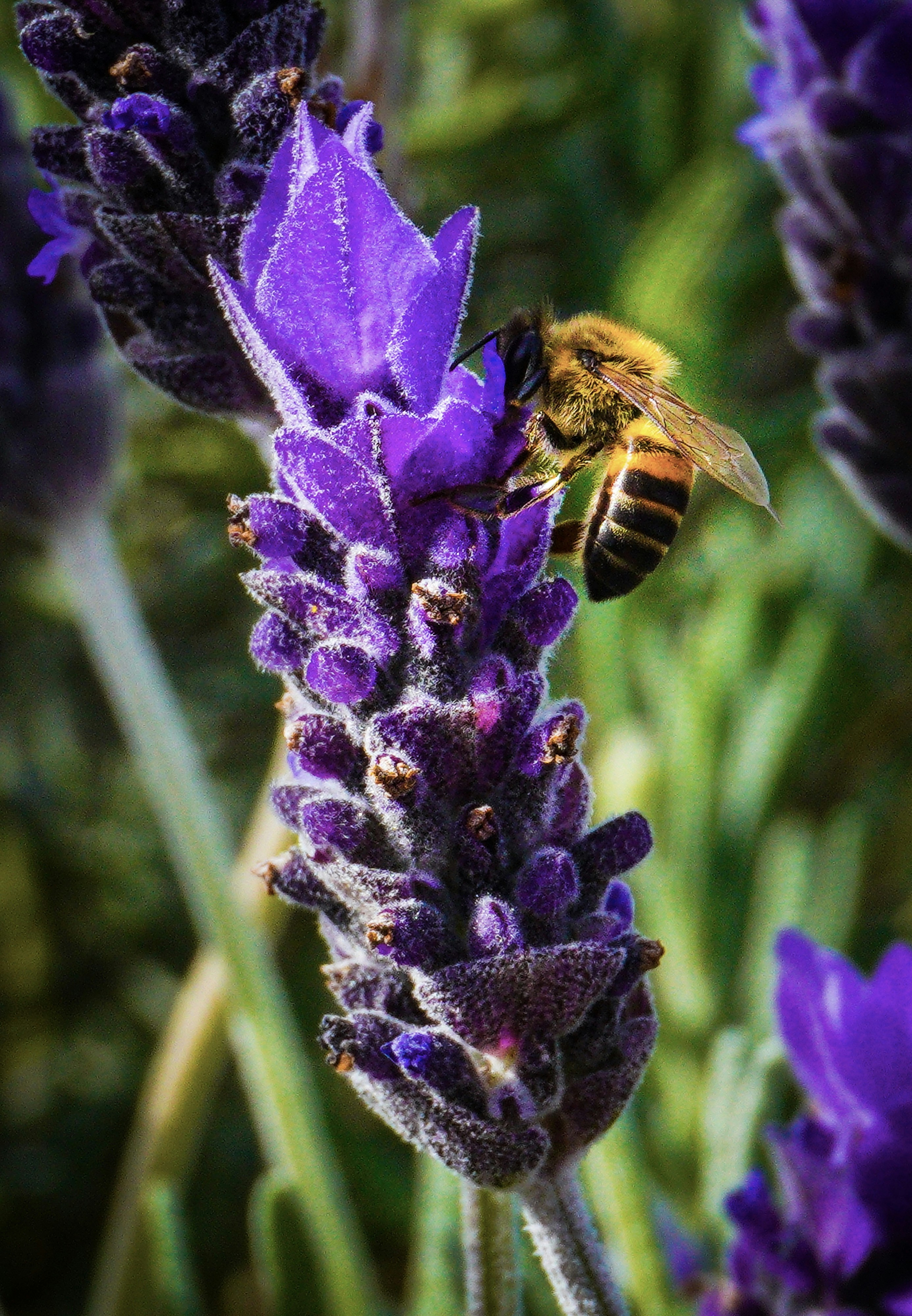 A bee is sitting on a purple flower