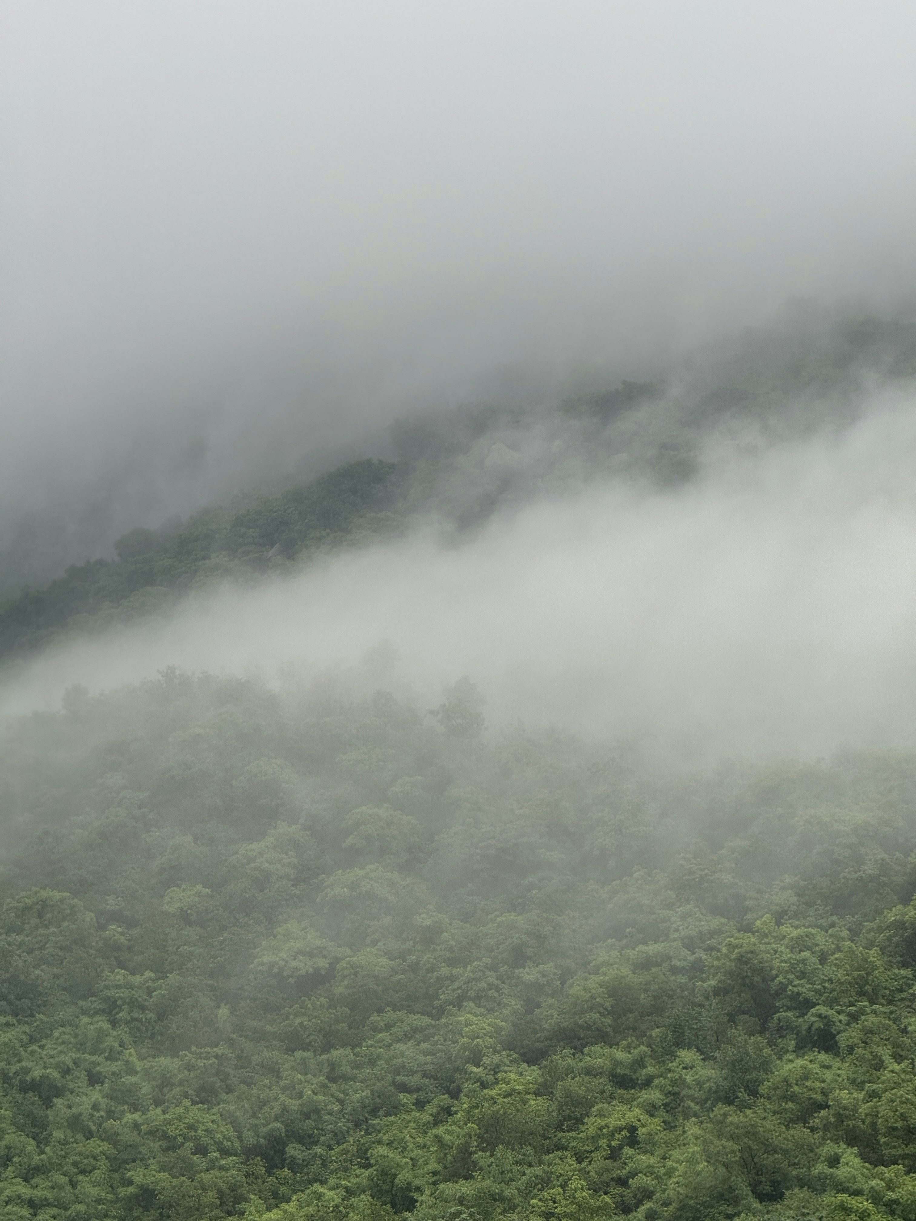Dense green forest canopy in Western Ghats, morning mist, lush vegetation, dappled sunlight