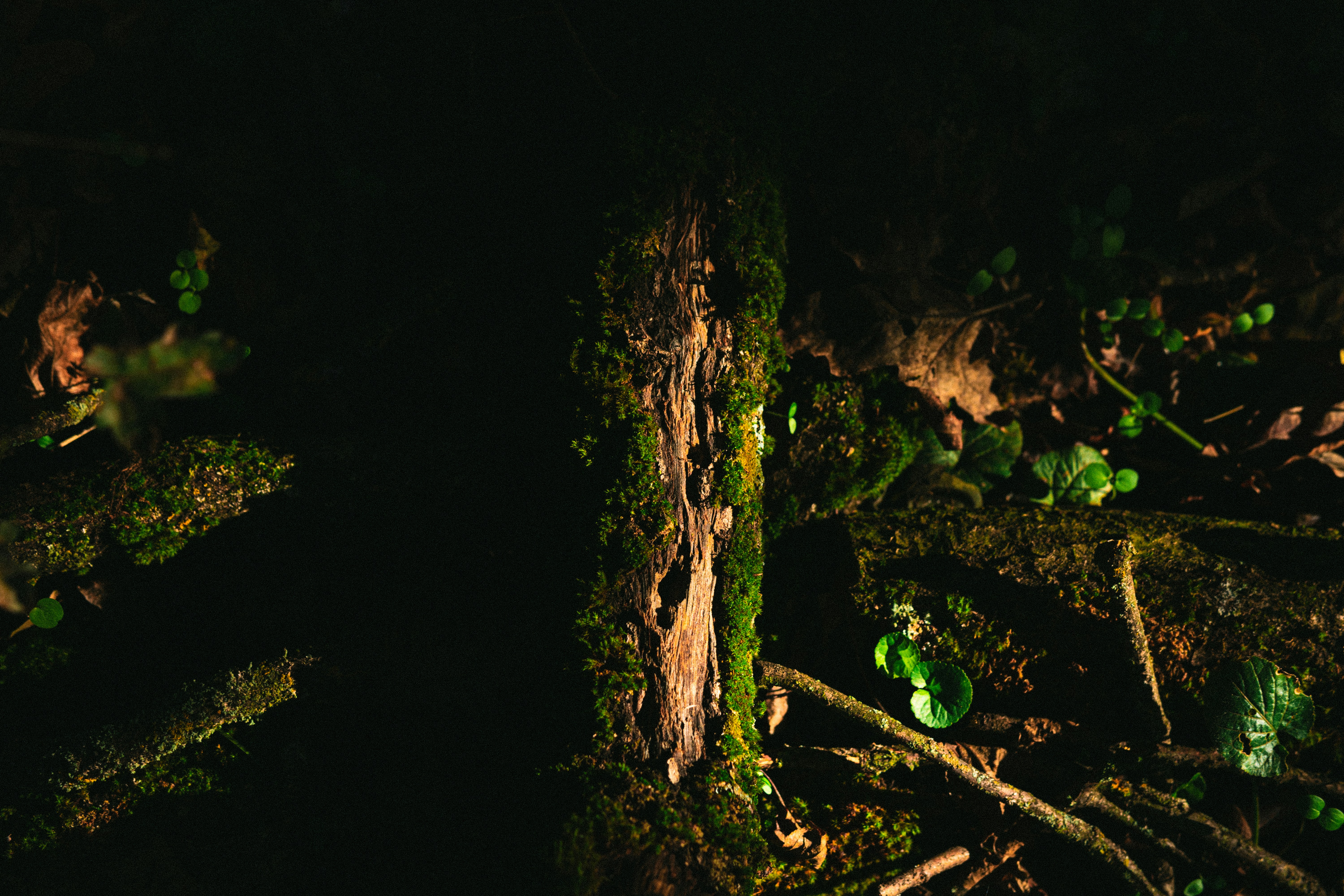 Microhabitat Preferences and Hiding Spots (image credits: unsplash)