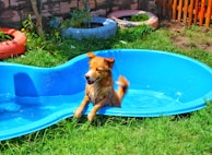 A brown dog sitting in a blue pool