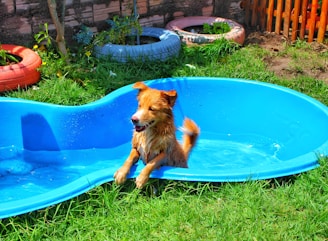 A brown dog sitting in a blue pool