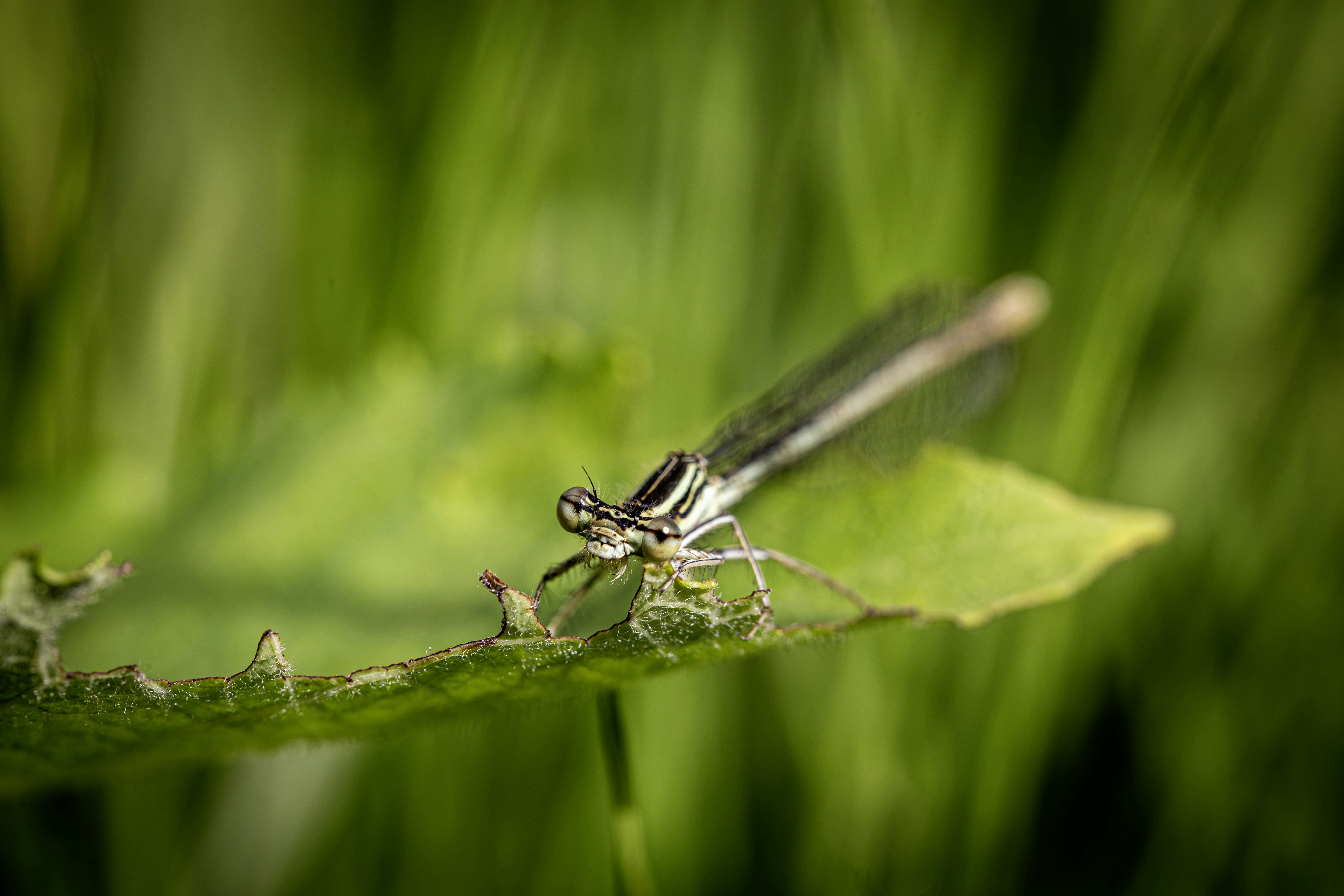 Photo by erik_karits