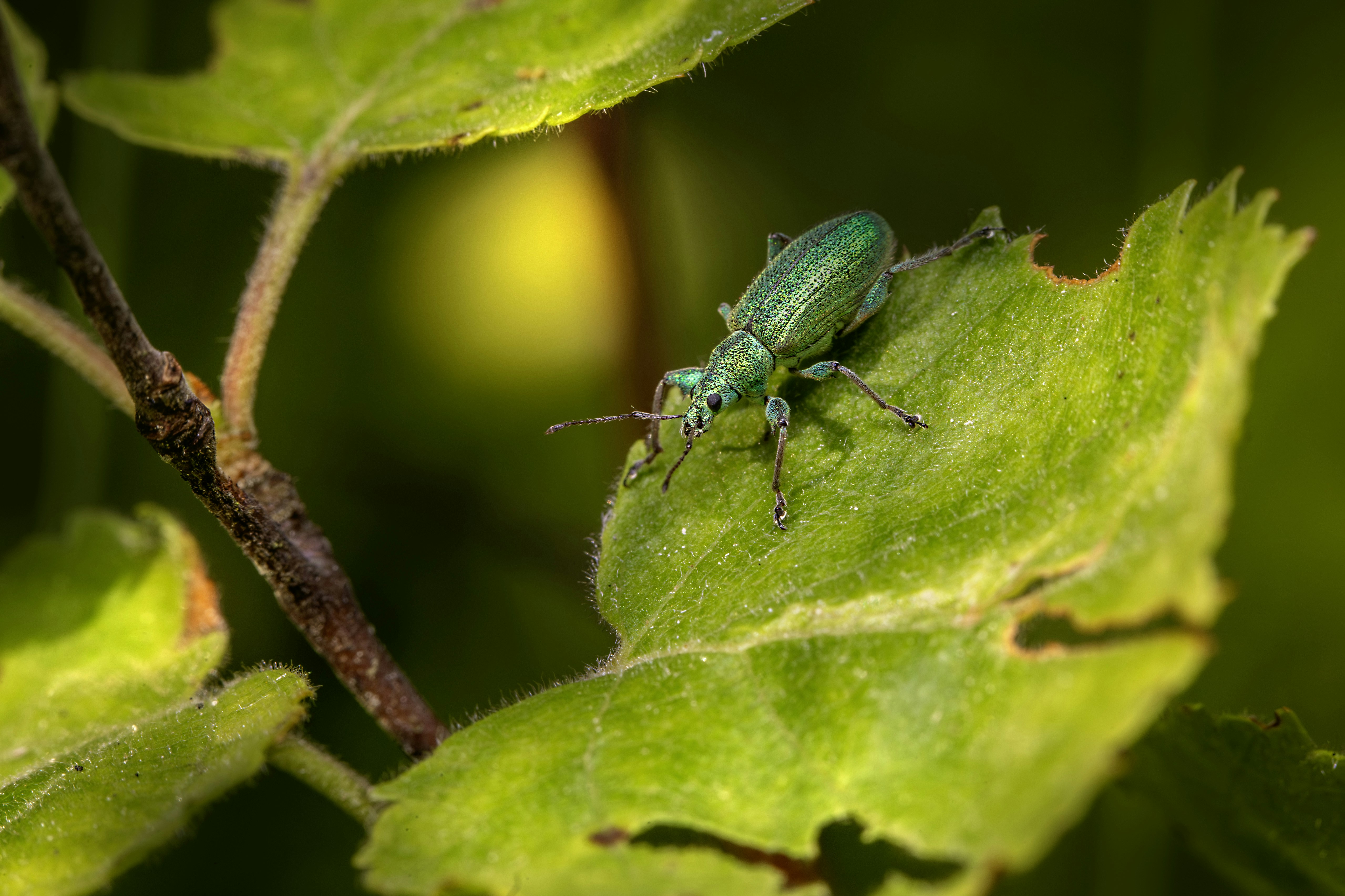 Photo by erik_karits