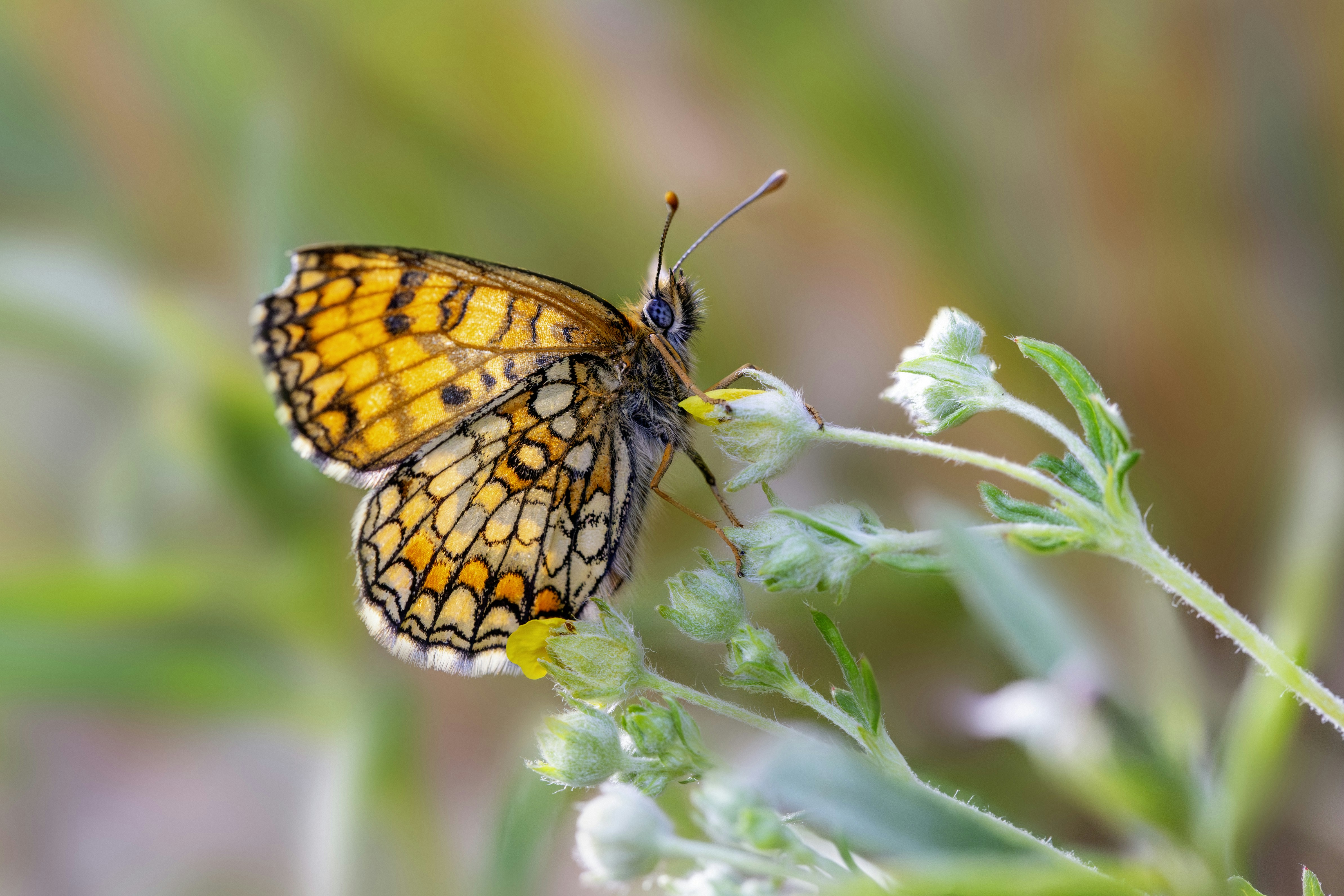 Photo by erik_karits