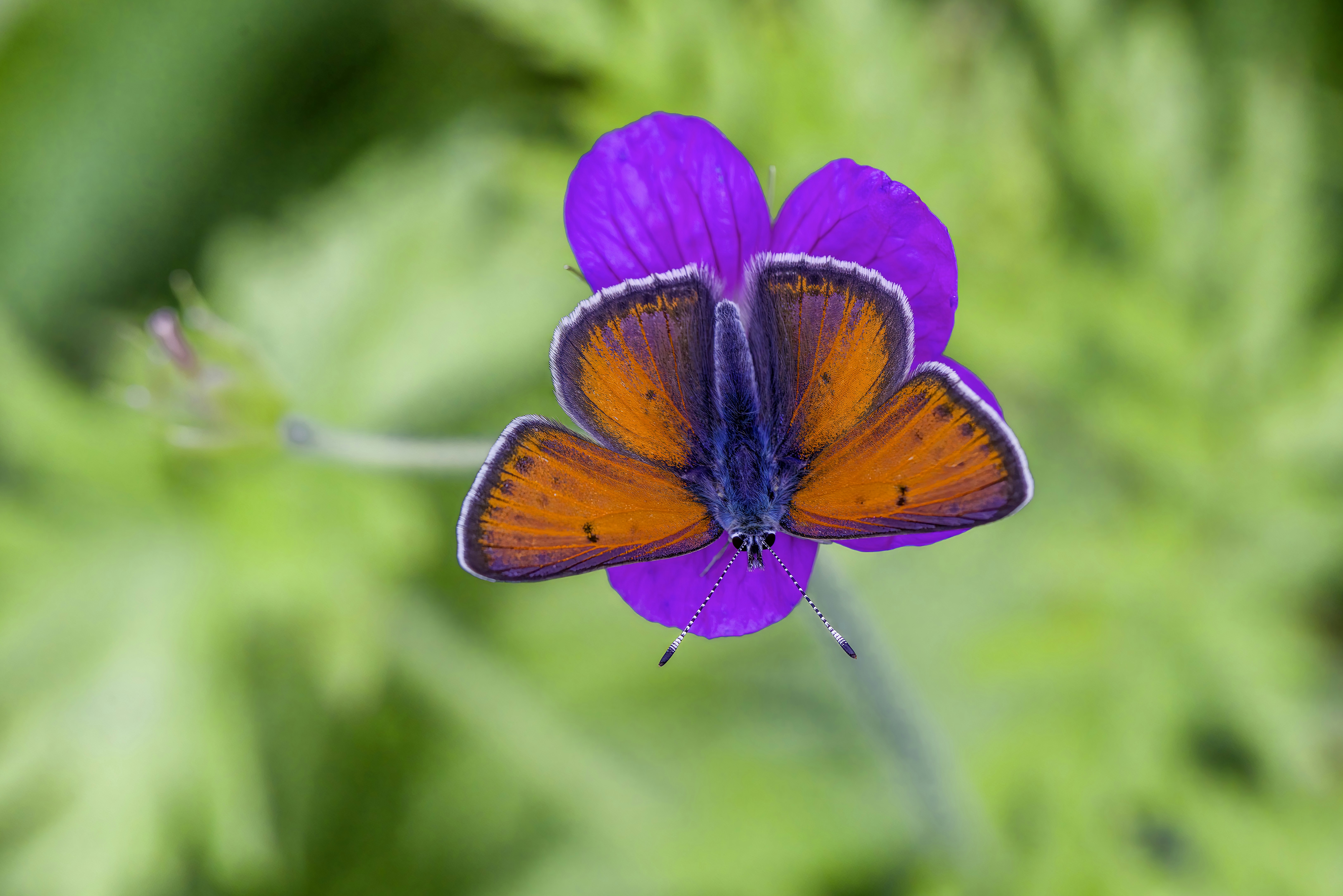 Photo by erik_karits