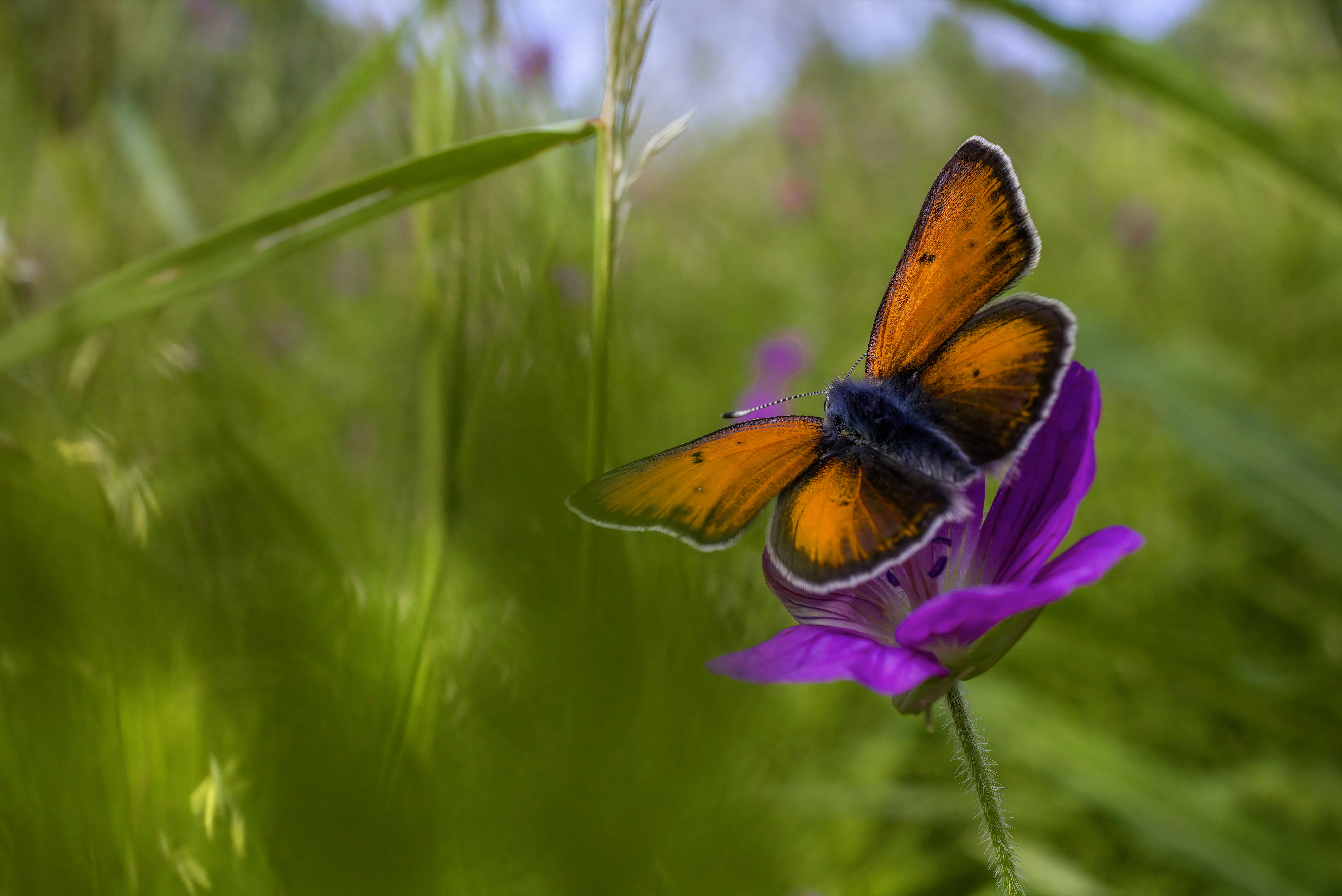 Photo by erik_karits