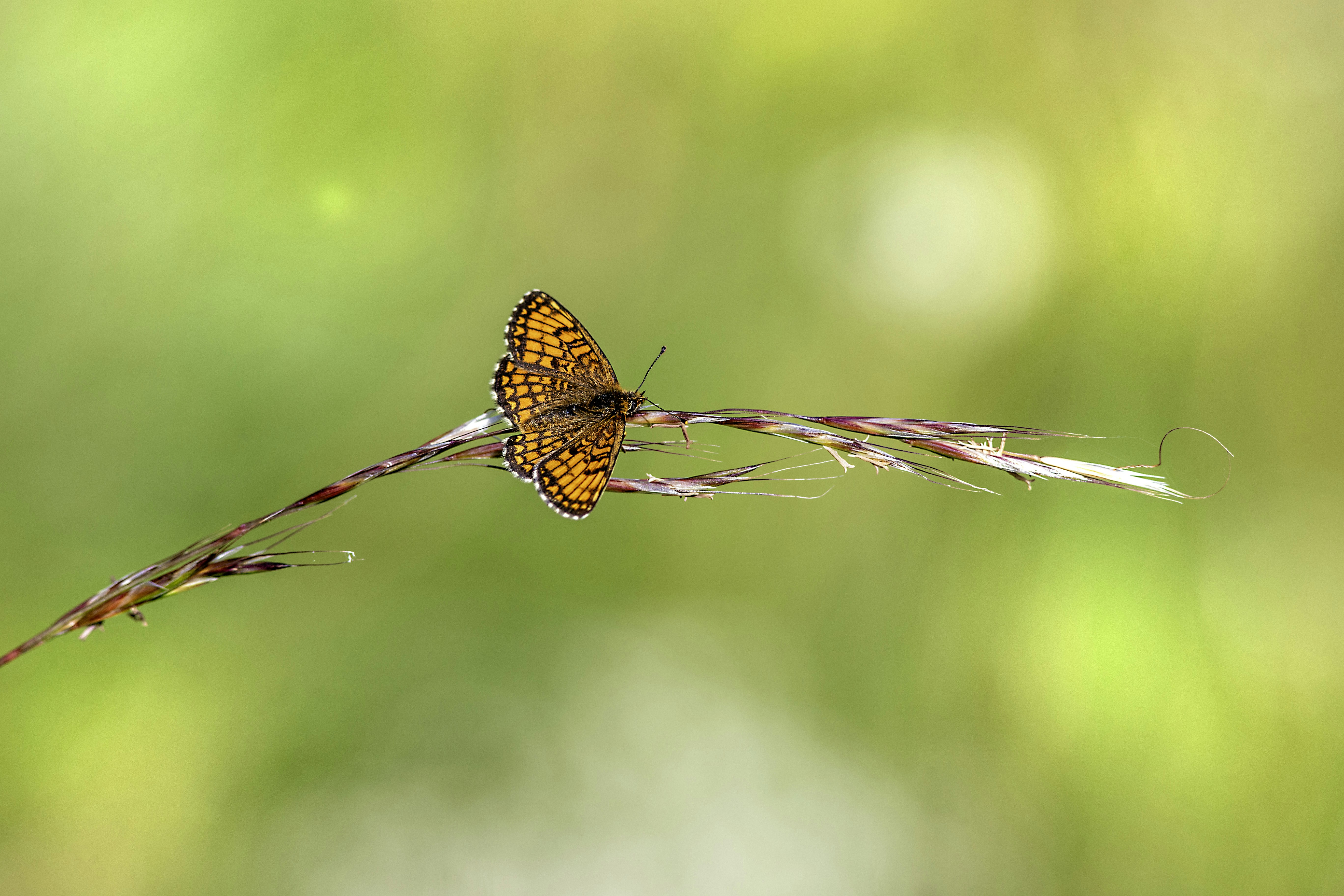 Photo by erik_karits