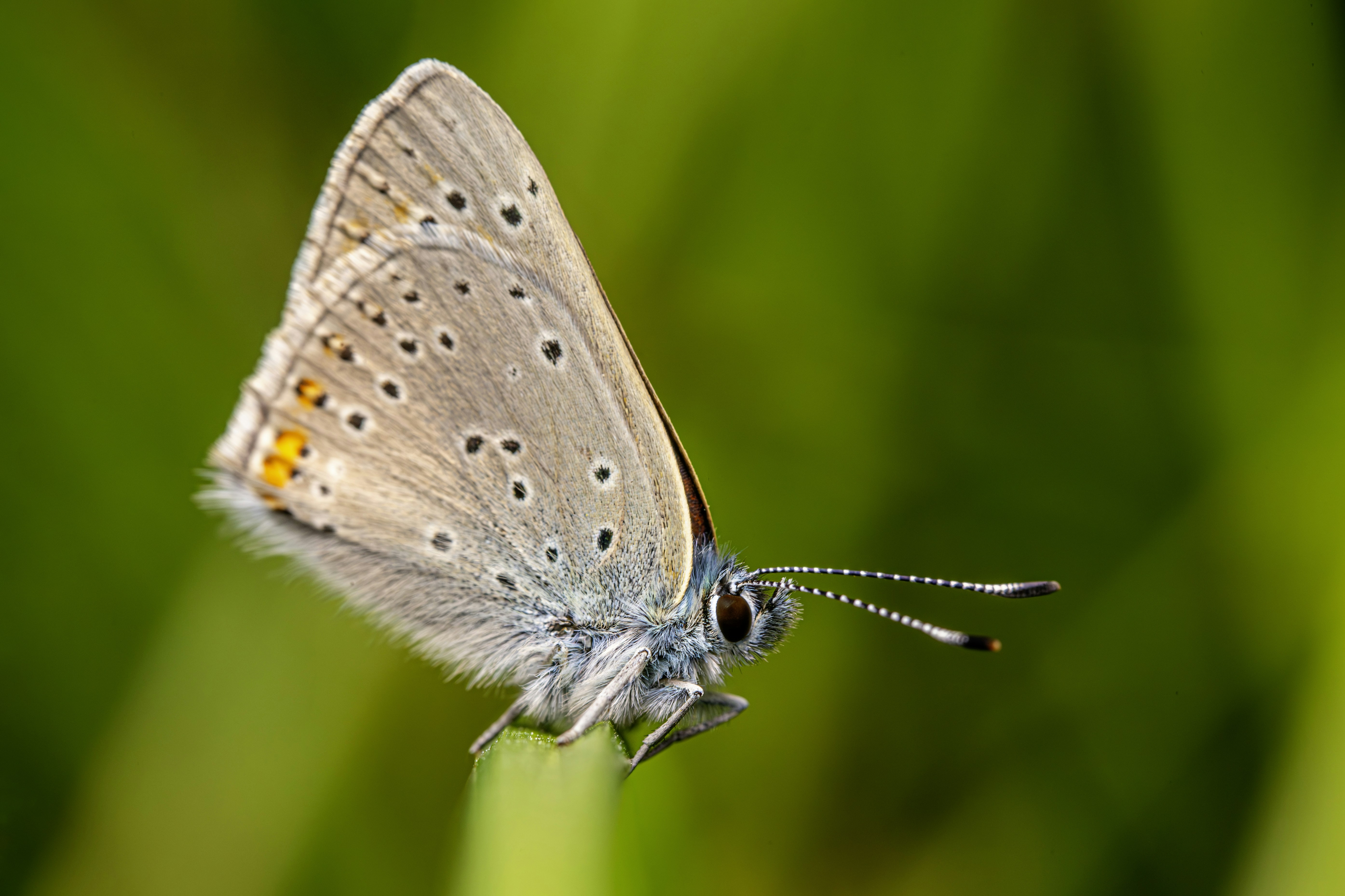 Photo by erik_karits