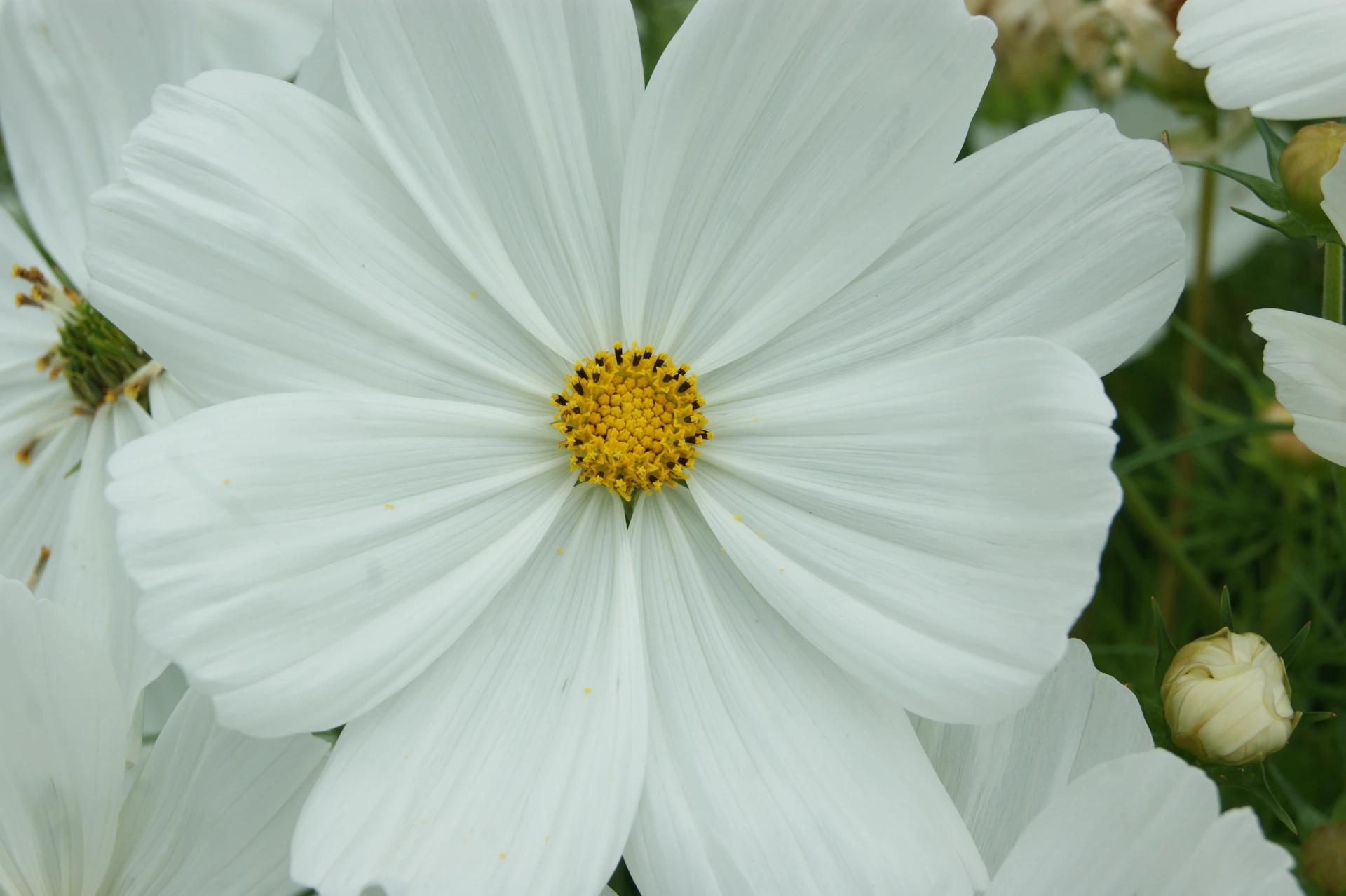 A white flower with a yellow center surrounded by other flowers
